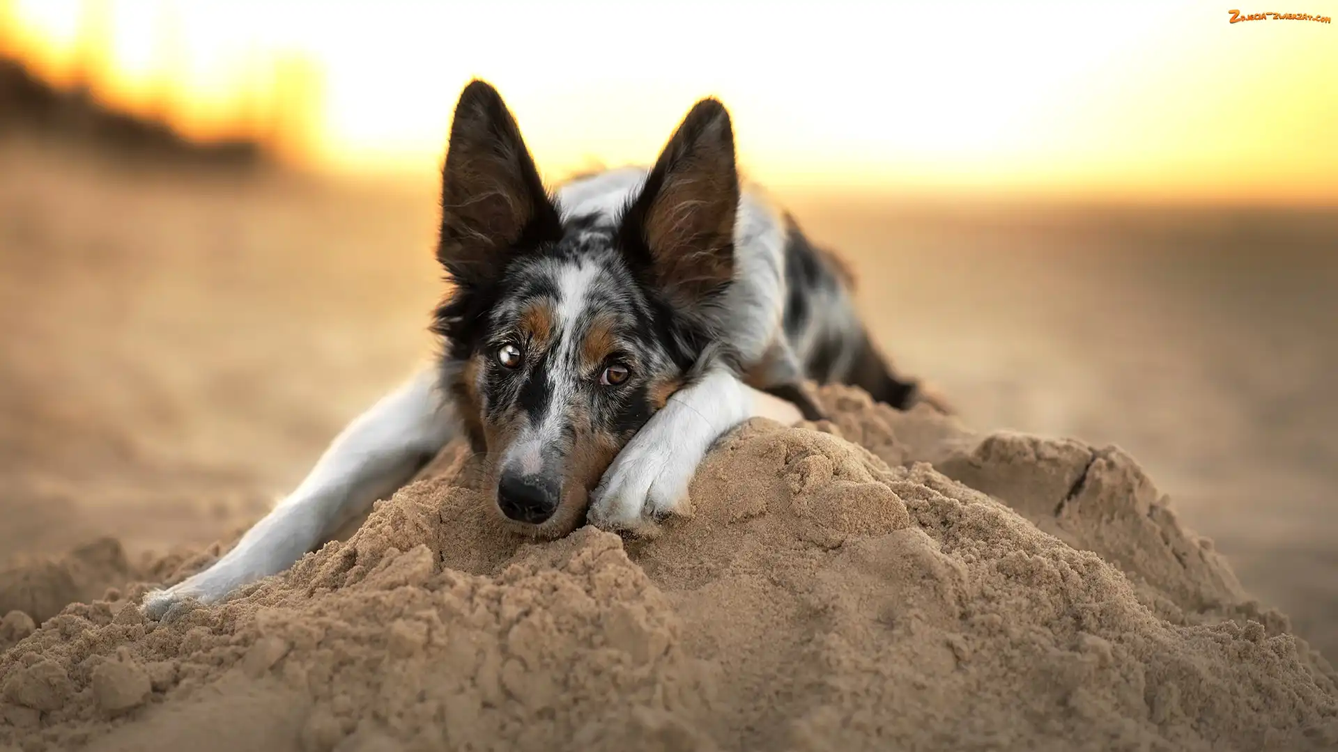 Piasek, Mordka, Pies, Leżący, Border collie