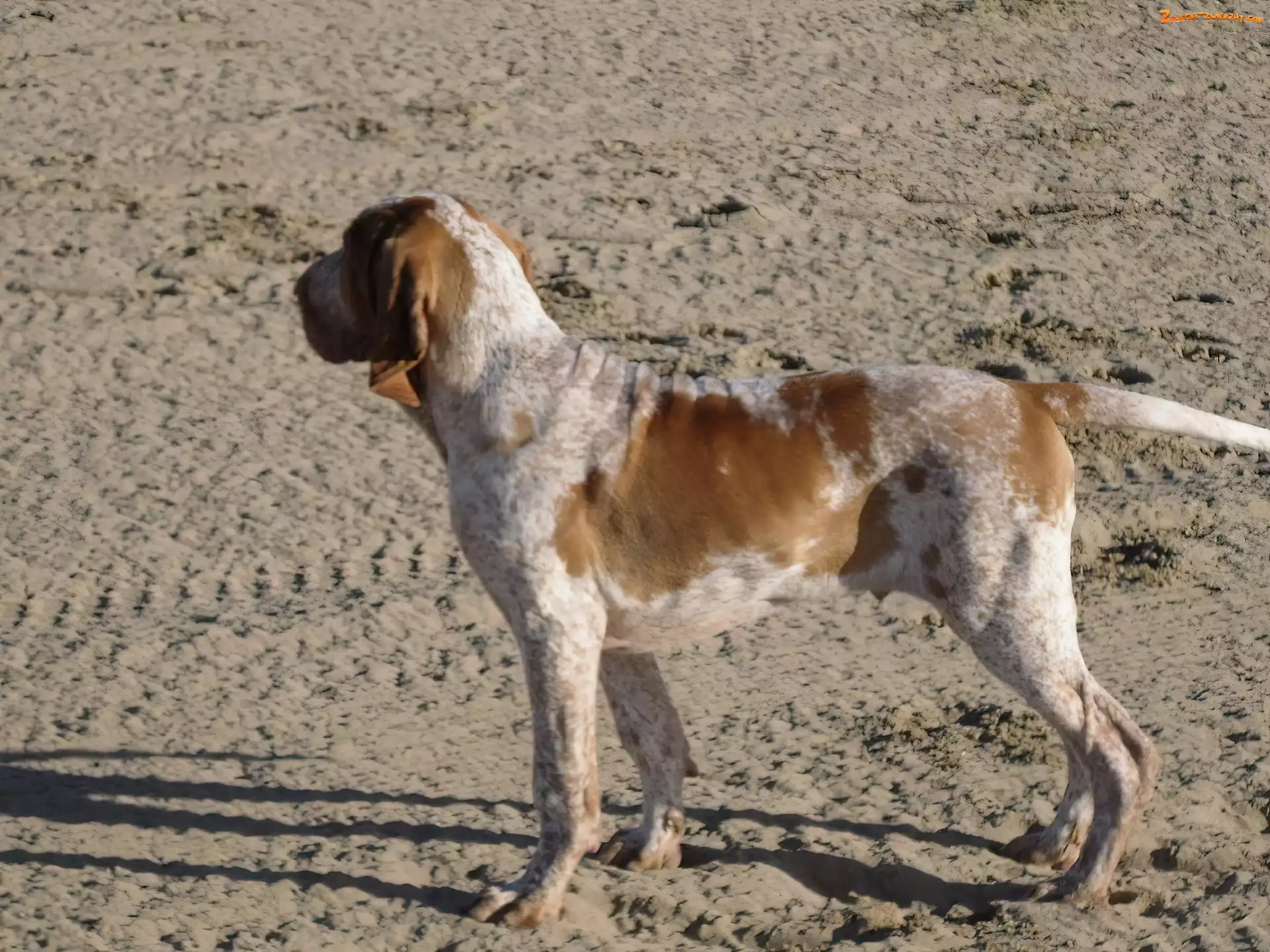 piasek, Wyżeł włoski krótkowłosy, Bracco italiano