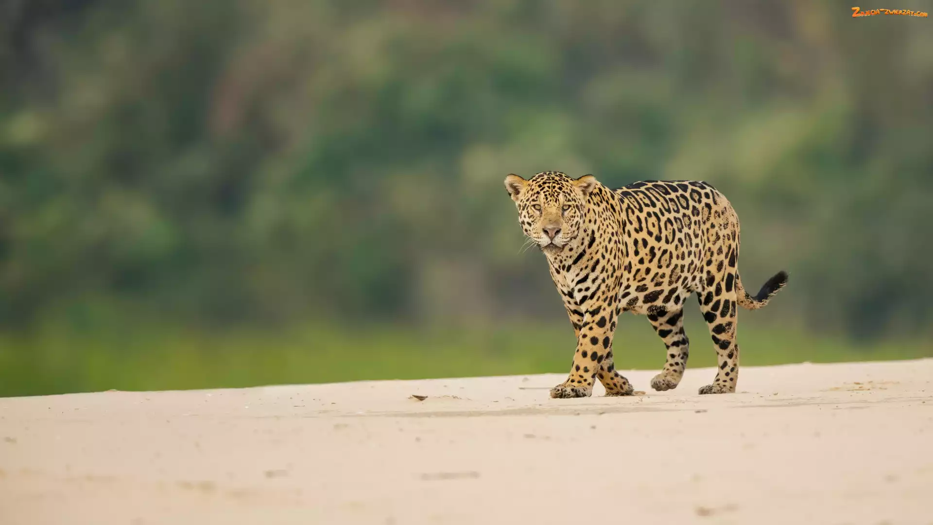 Piasek, Jaguar