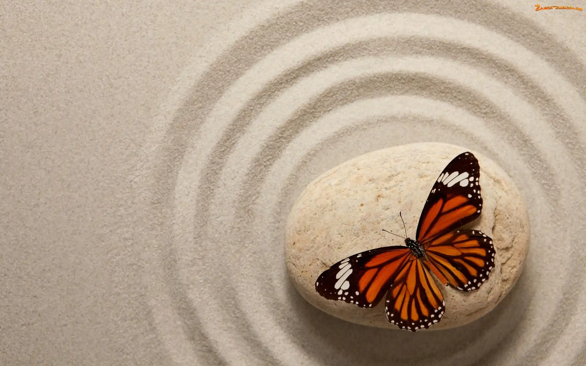 Piasek, Monarch, Kamień, Motyl