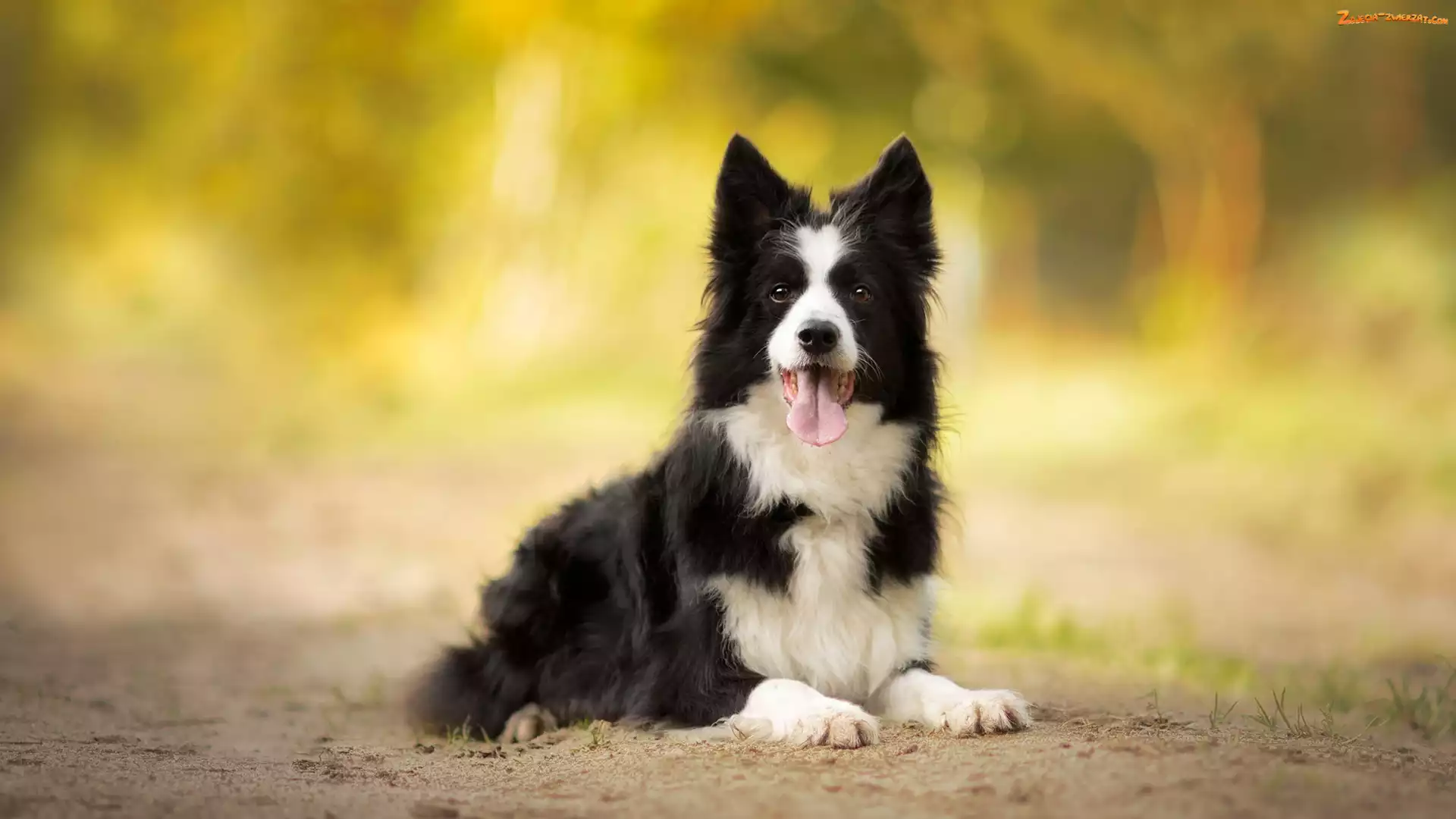 Piasek, Jęzor, Border collie, Pies, Mordka