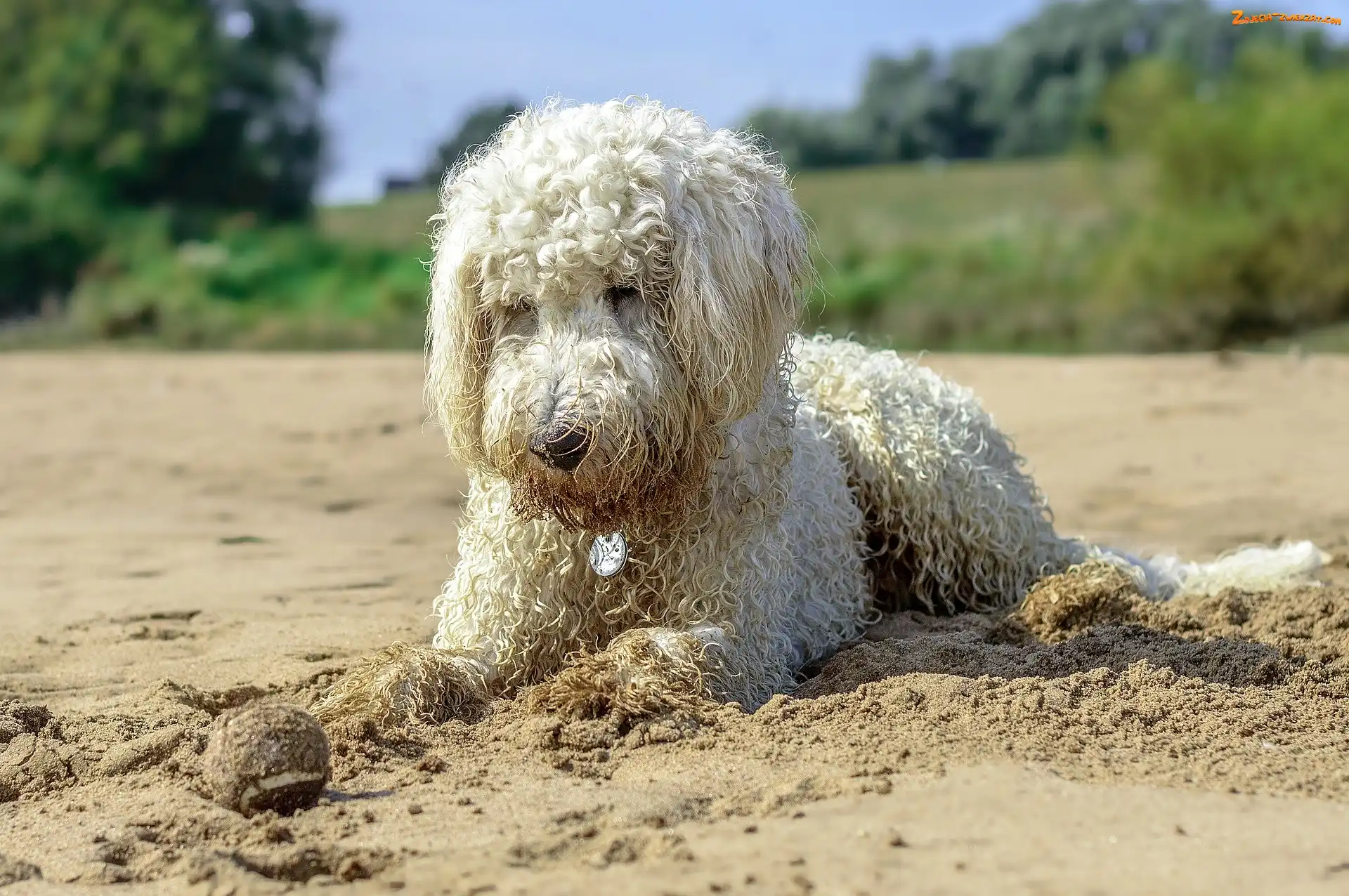 Piasek, Plaża, Goldendoodle, Pies, Piłeczka