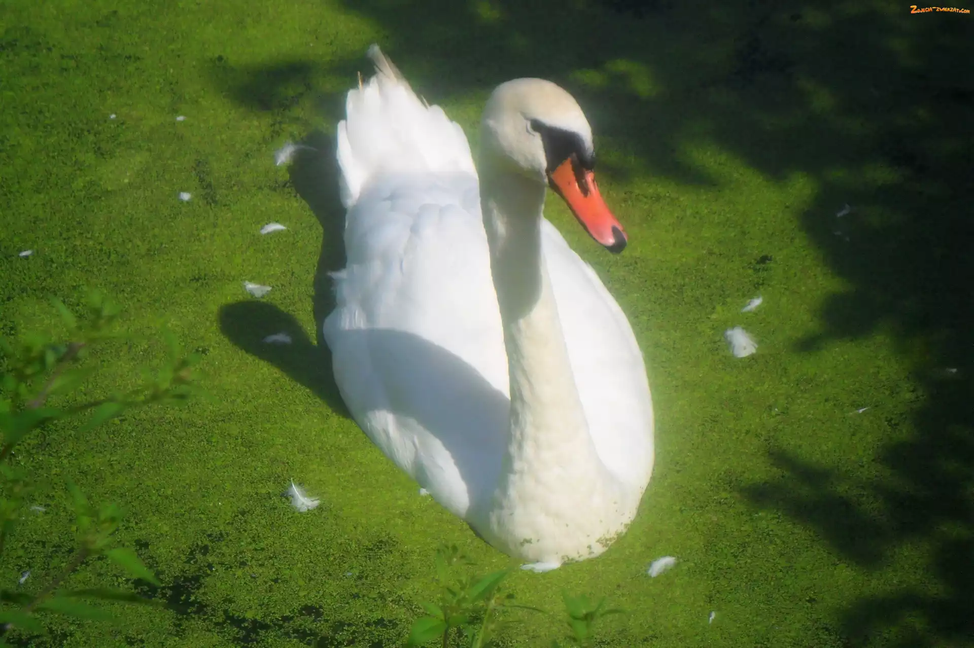 Łabędź, Piękny, Biały