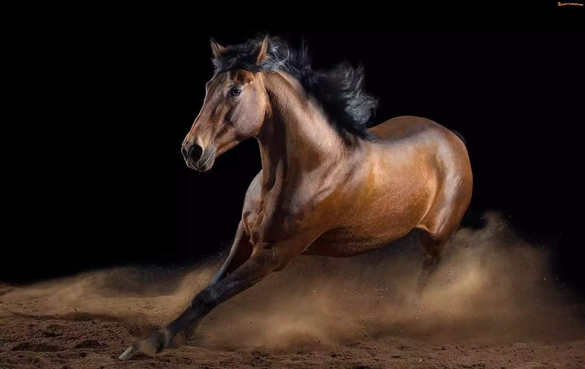 Galop, Piękny, Koń