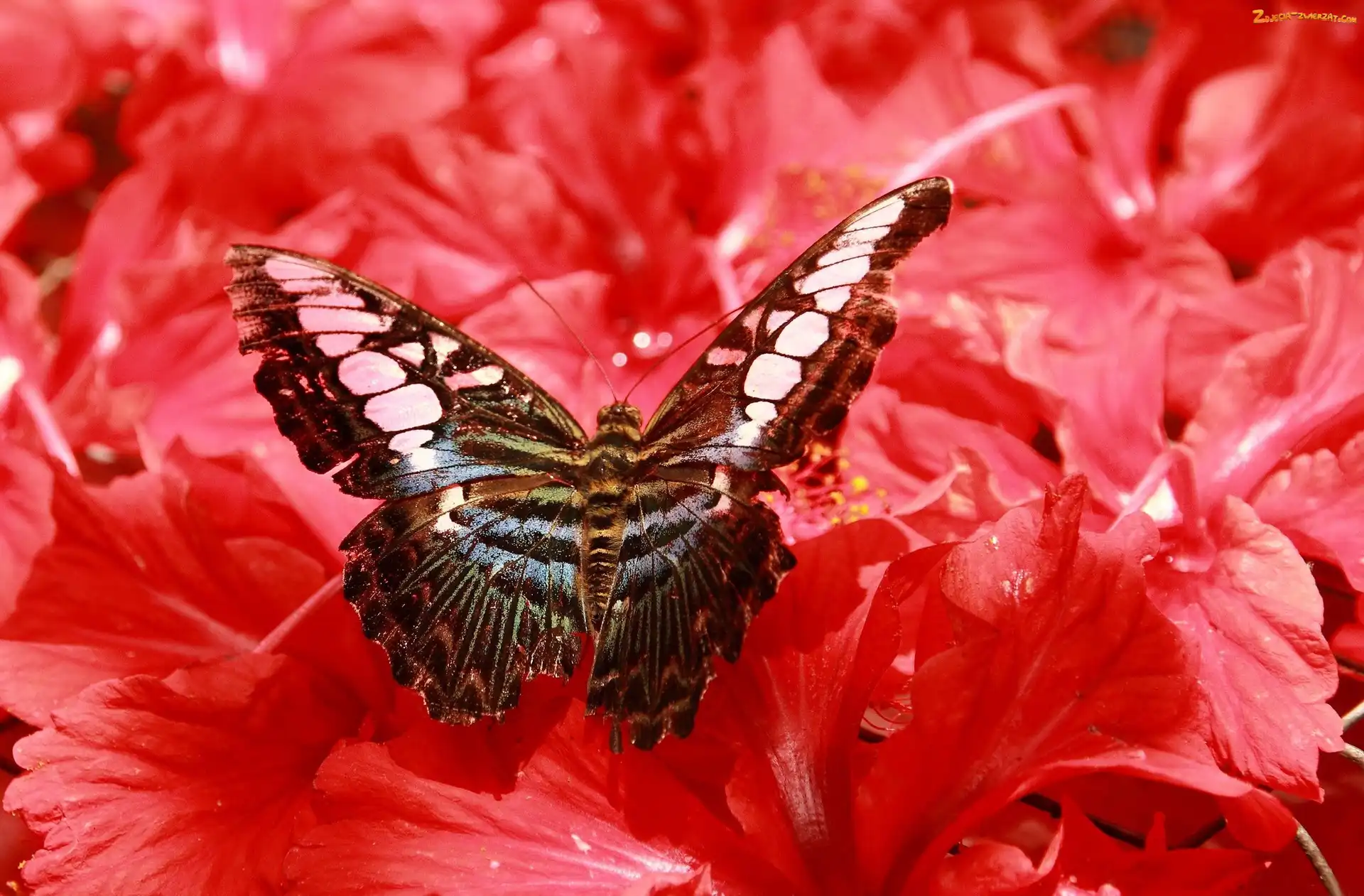 Kwiaty, Piękny, Motyl