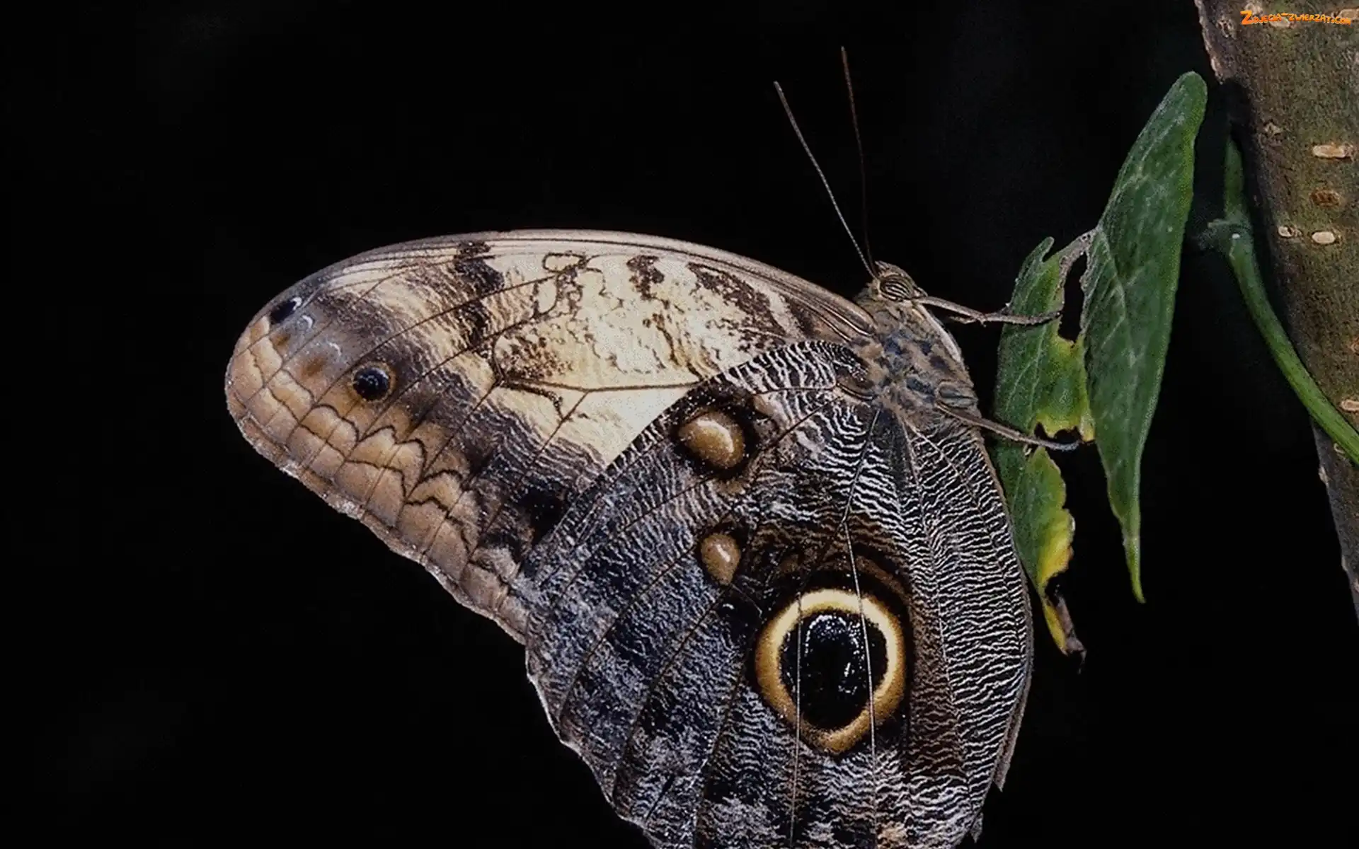 Liść, Piękny, Motyl