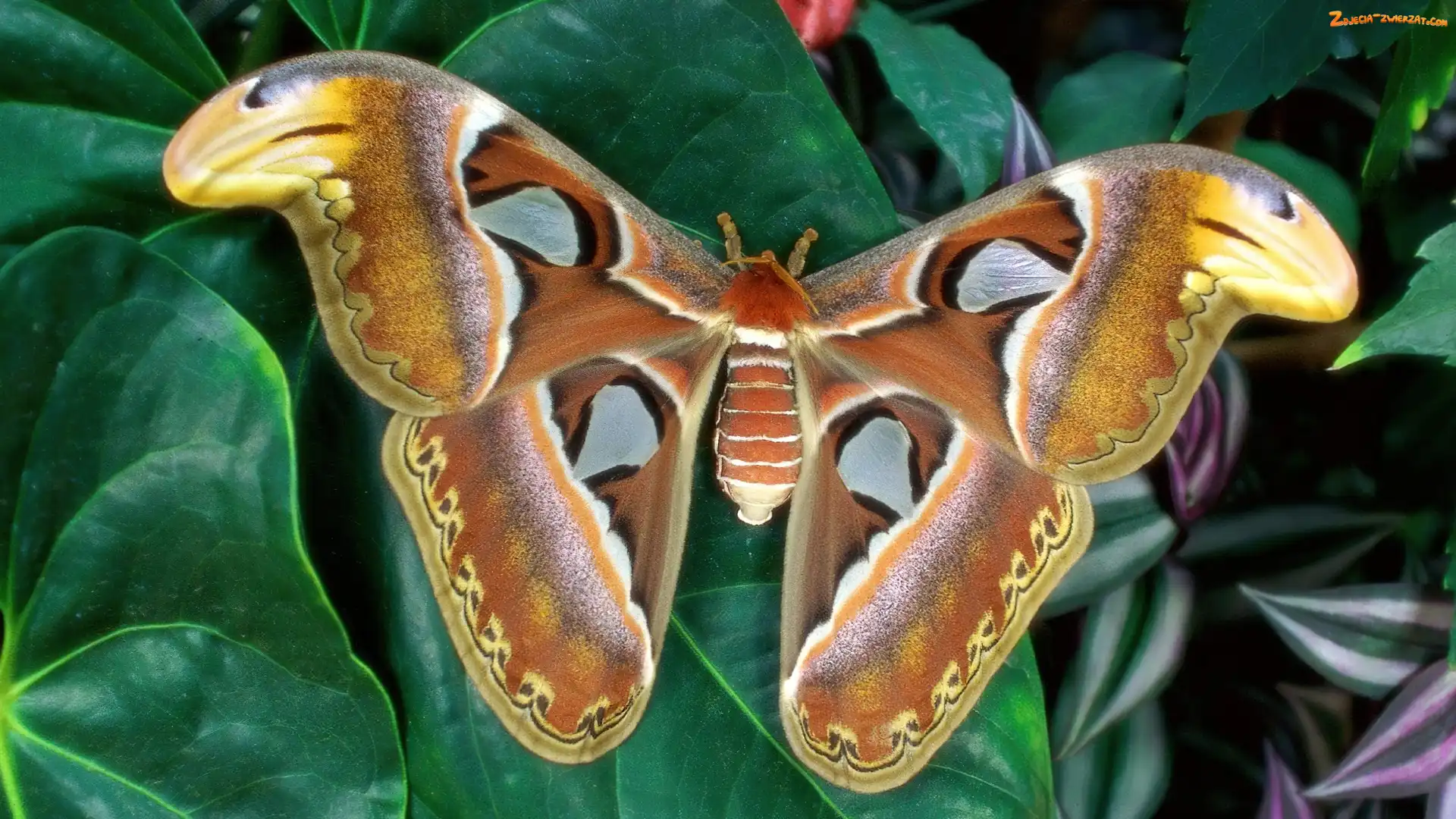 Liść, Piękny, Motyl