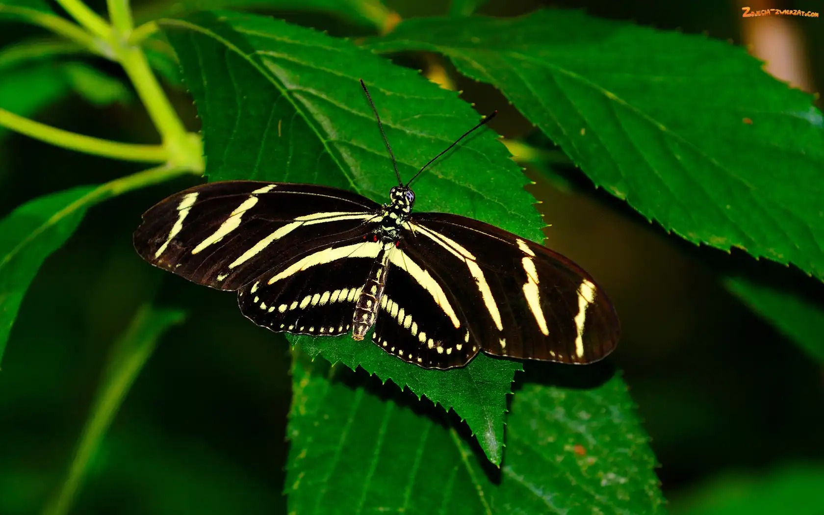 Liście, Piękny, Motyl