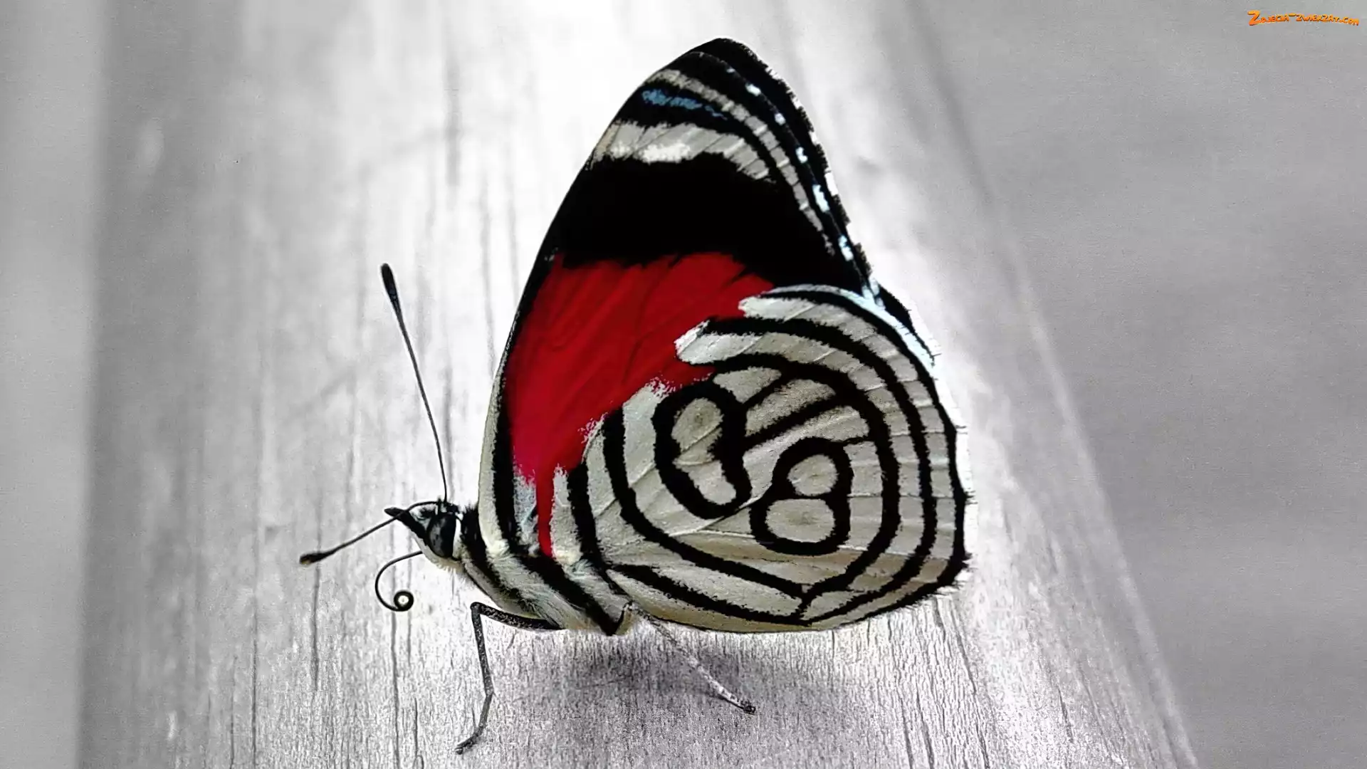 Motyl, Piękny, Kolorowy