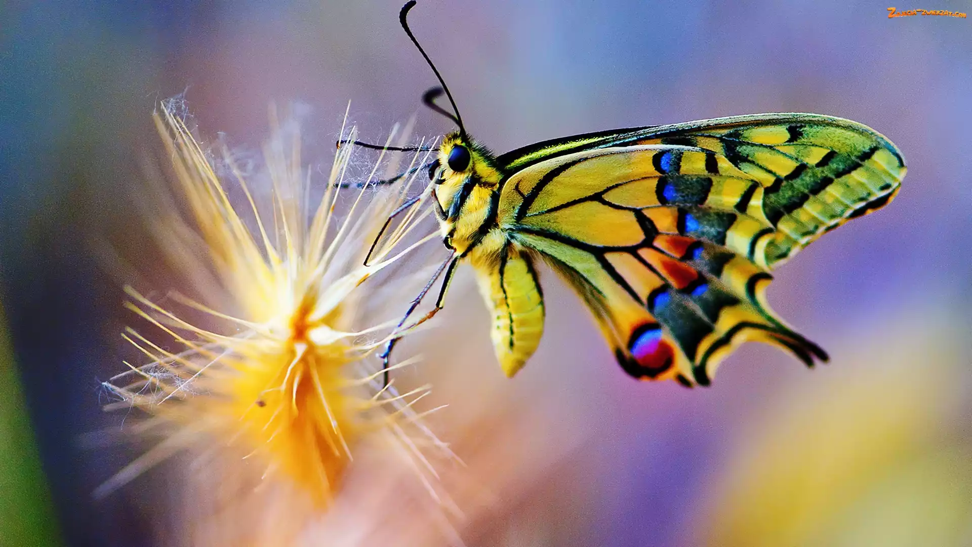 Motyl, Piękny, Kolorowy
