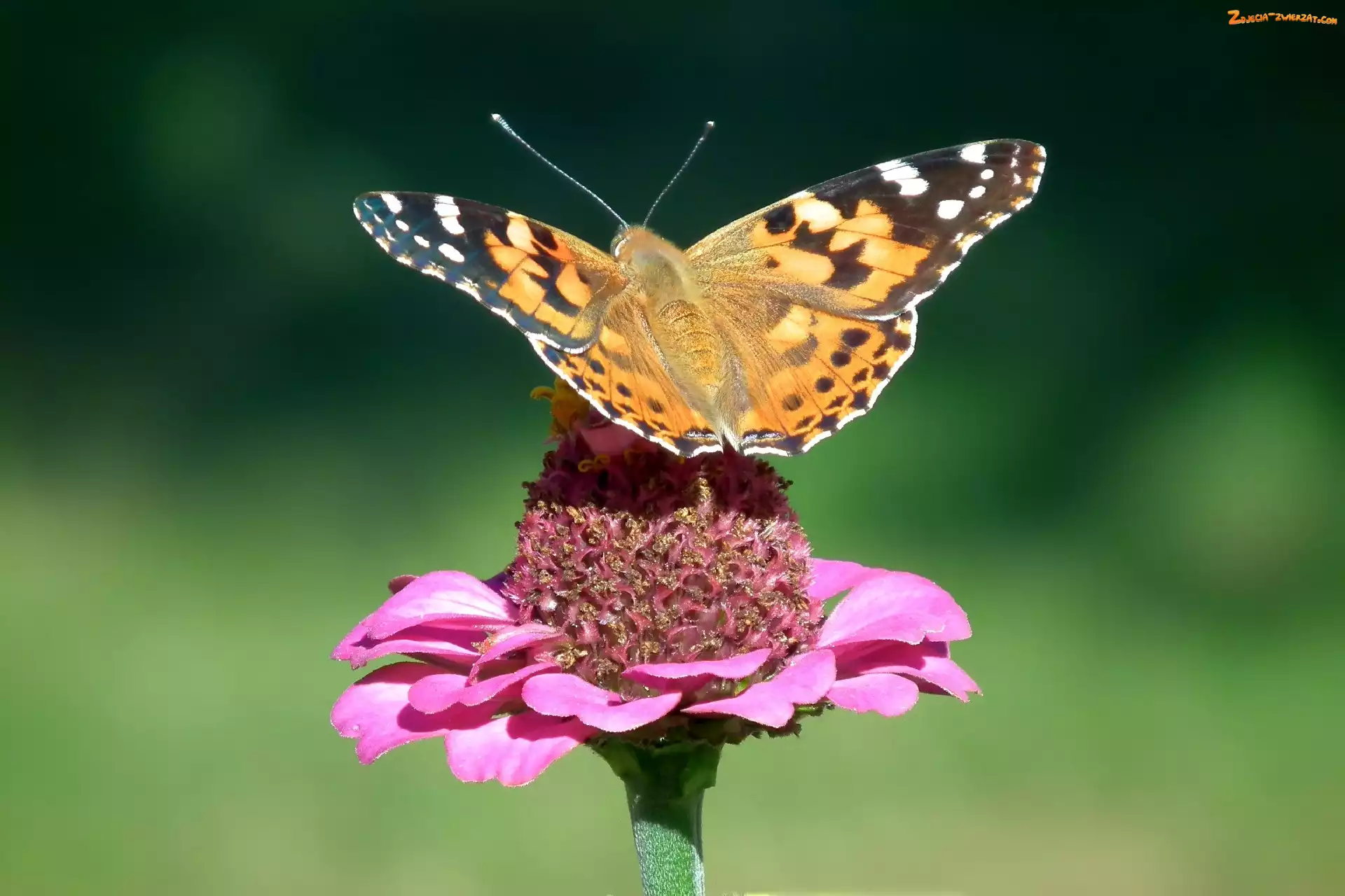 Motyl, Osetnik, Piękny, Rusałka