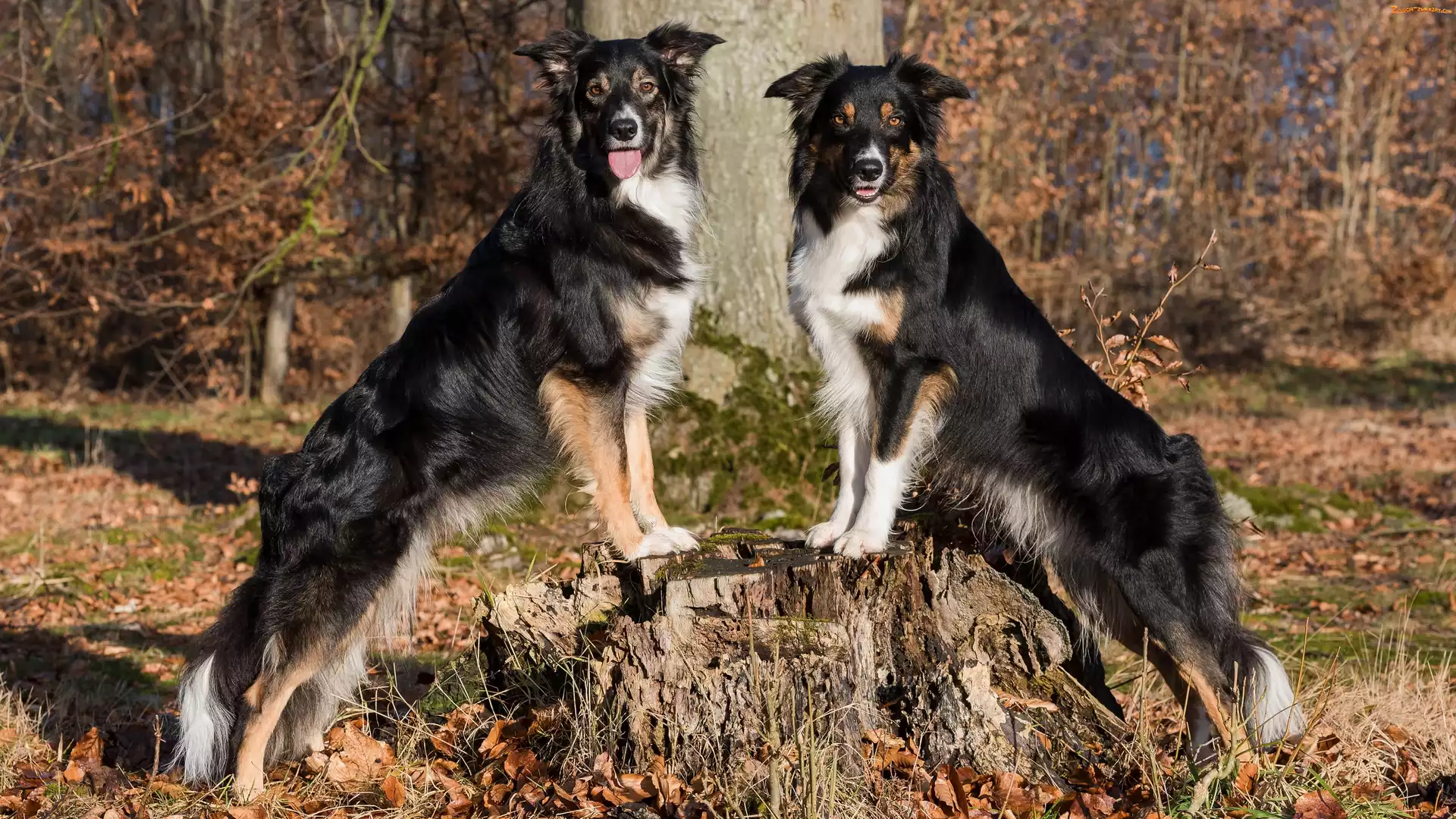 Pień, Dwa, Border collie
