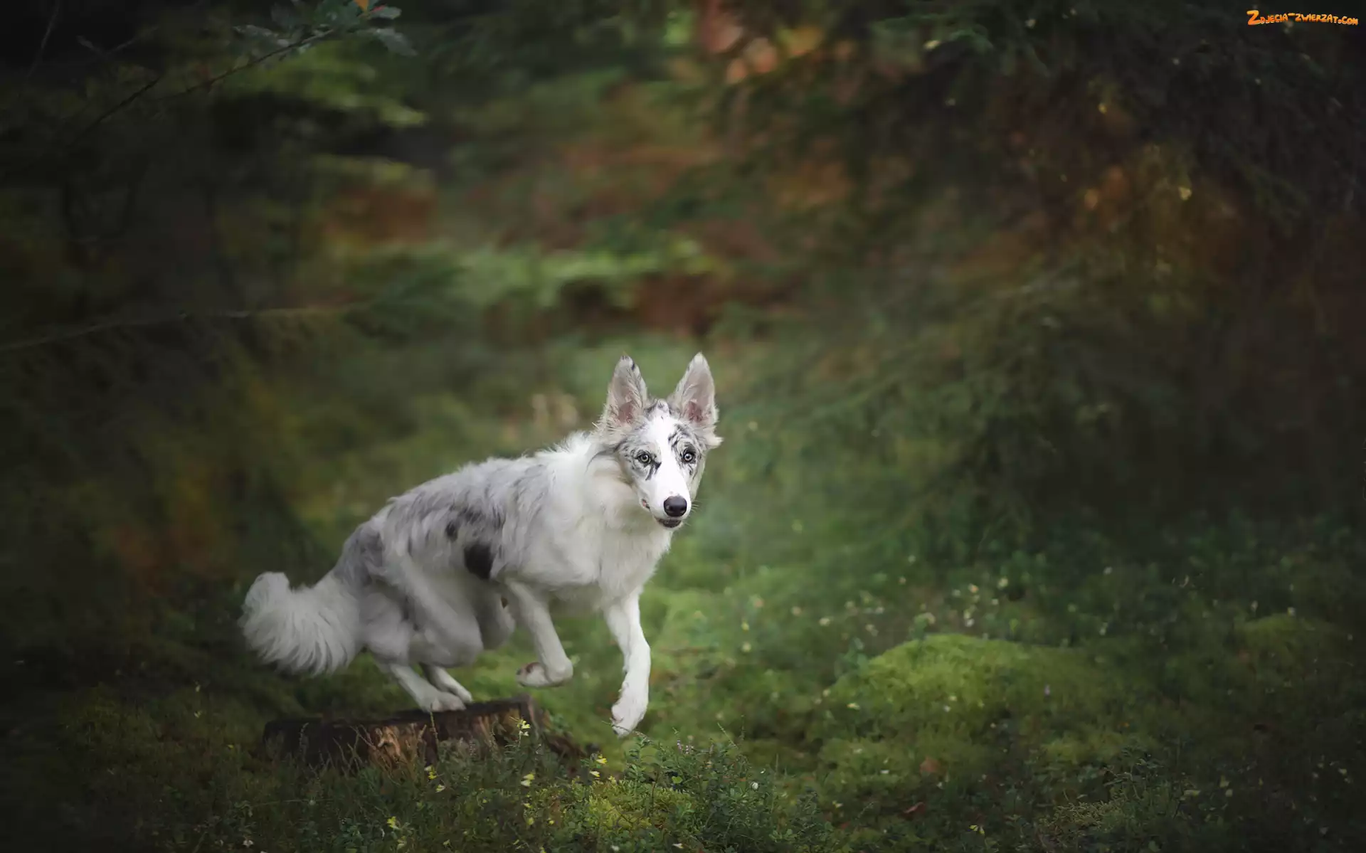 Pień, Border collie, Las