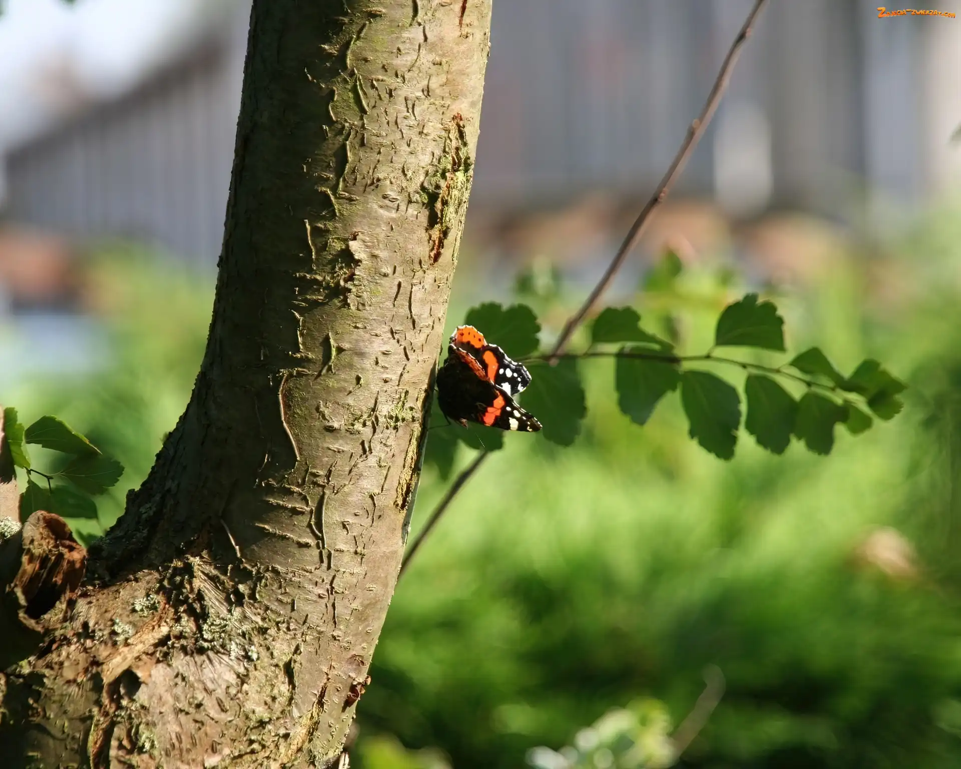 Pień, Motyl, Drzewo, Gałązka