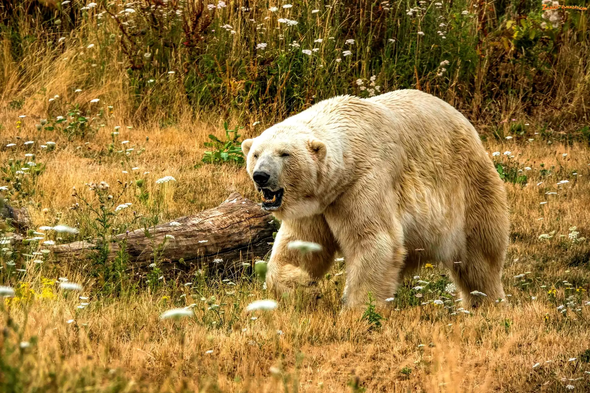 Pień, Niedźwiedź polarny, Łąka