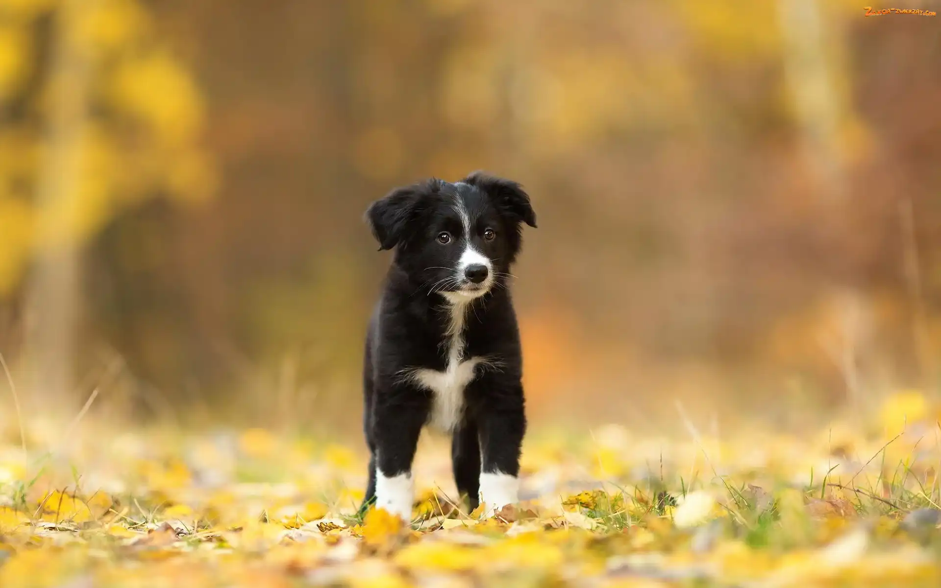 Border collie, Pies, Szczeniak