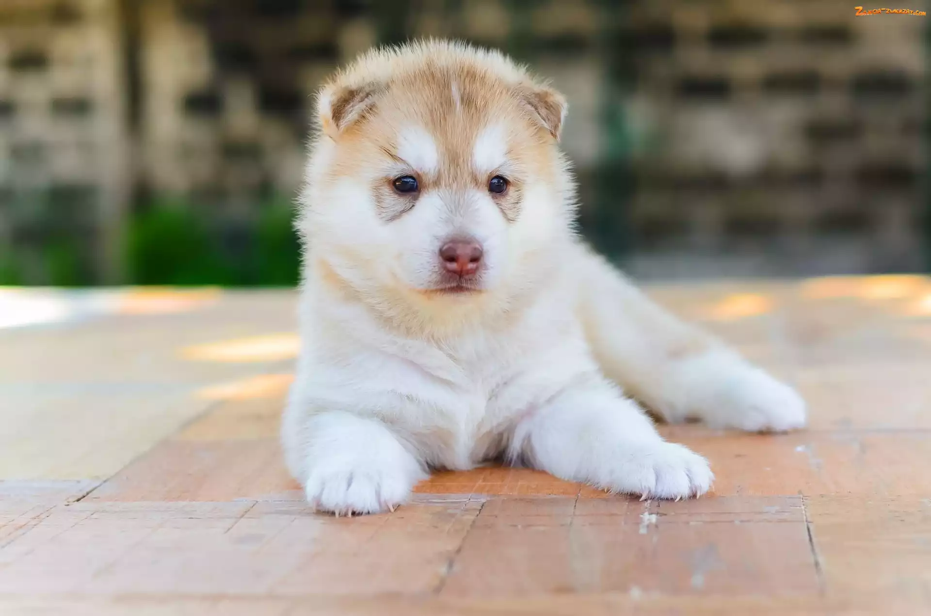 Akita, Pies, Szczeniak