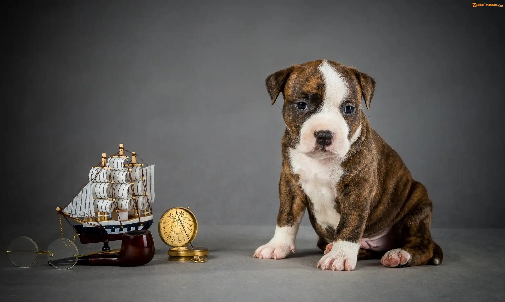 Amstaff, Pies, Szczeniak