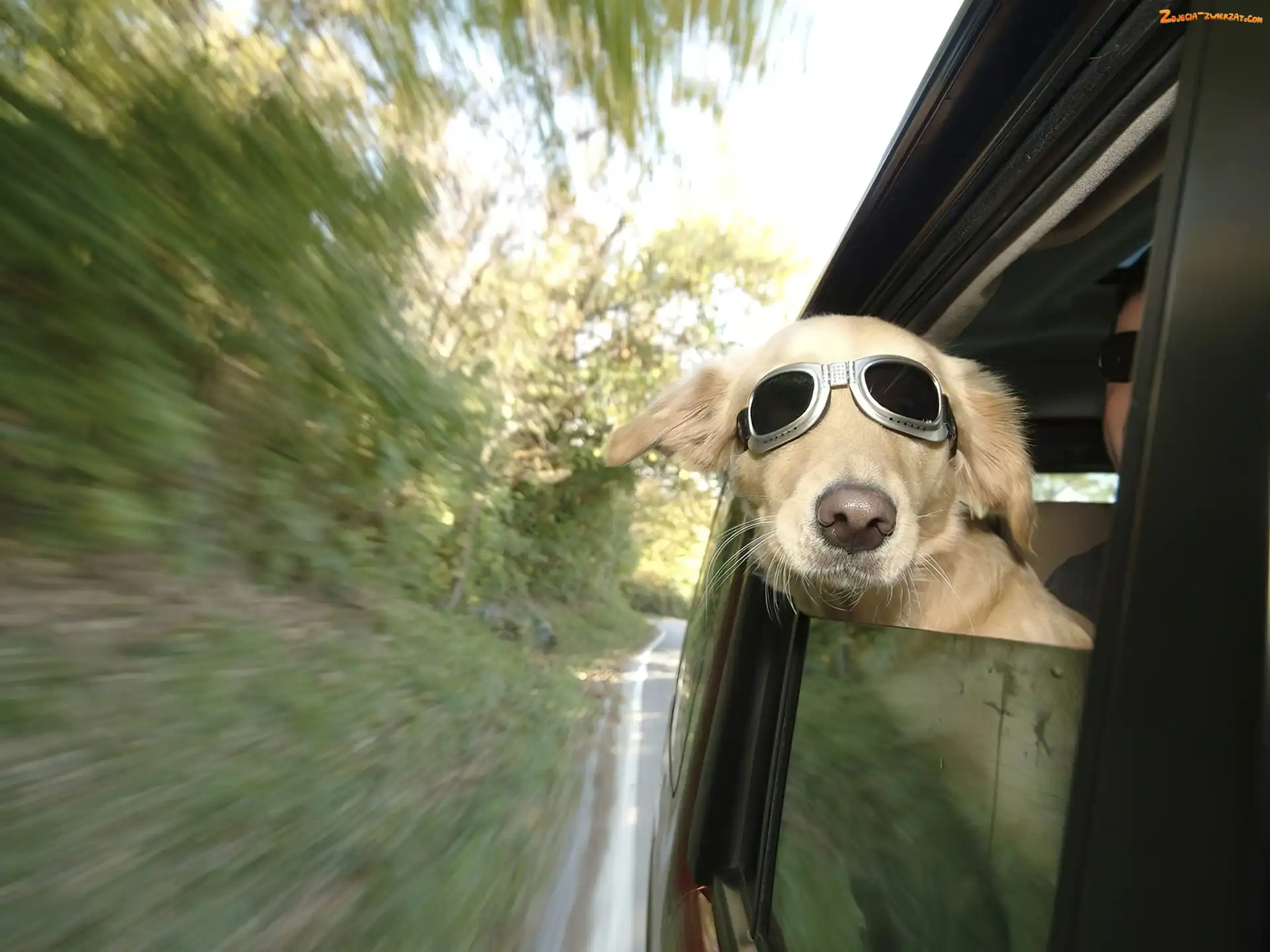 Auto, Pies, Okulary