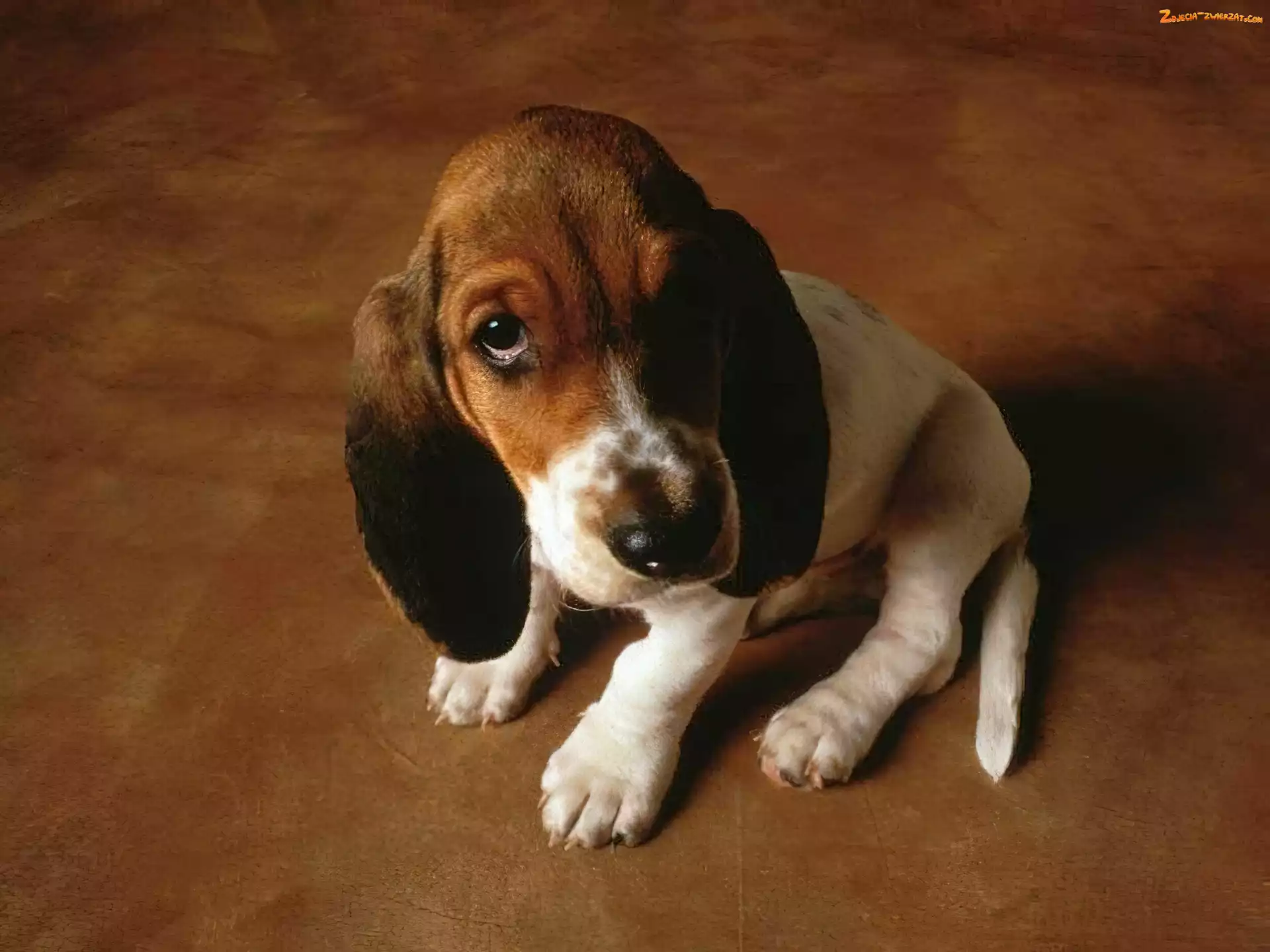 basset, Pies, szczeniaczek