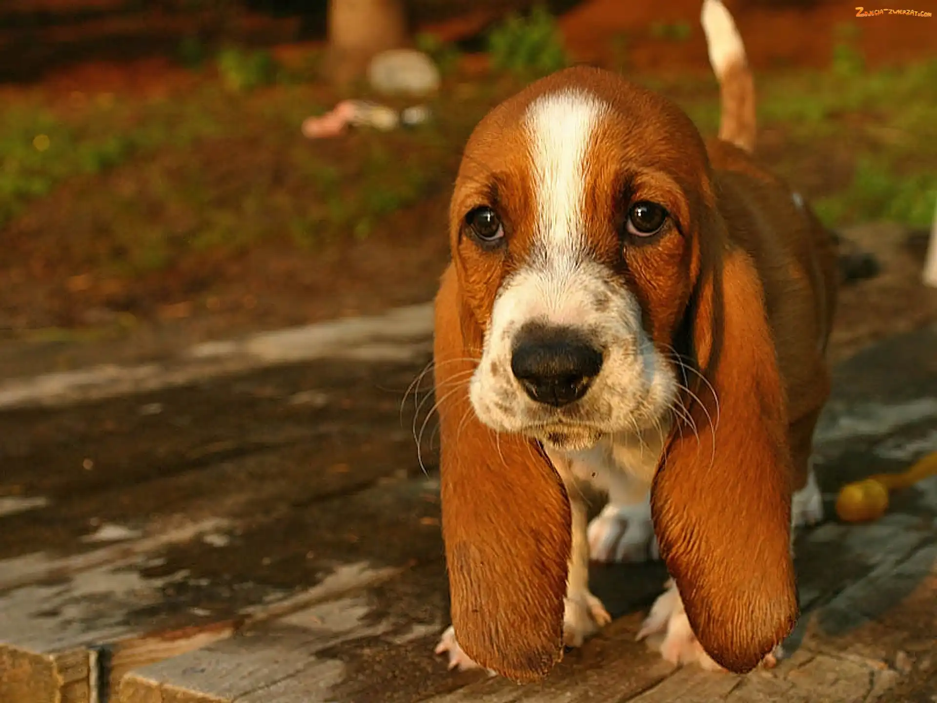 Basset, Pies