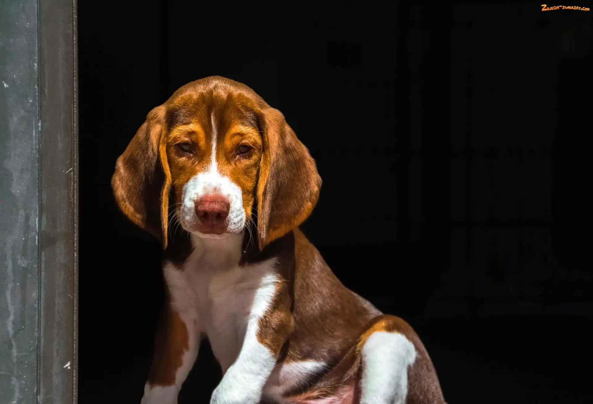 Beagle, Pies, Szczeniak