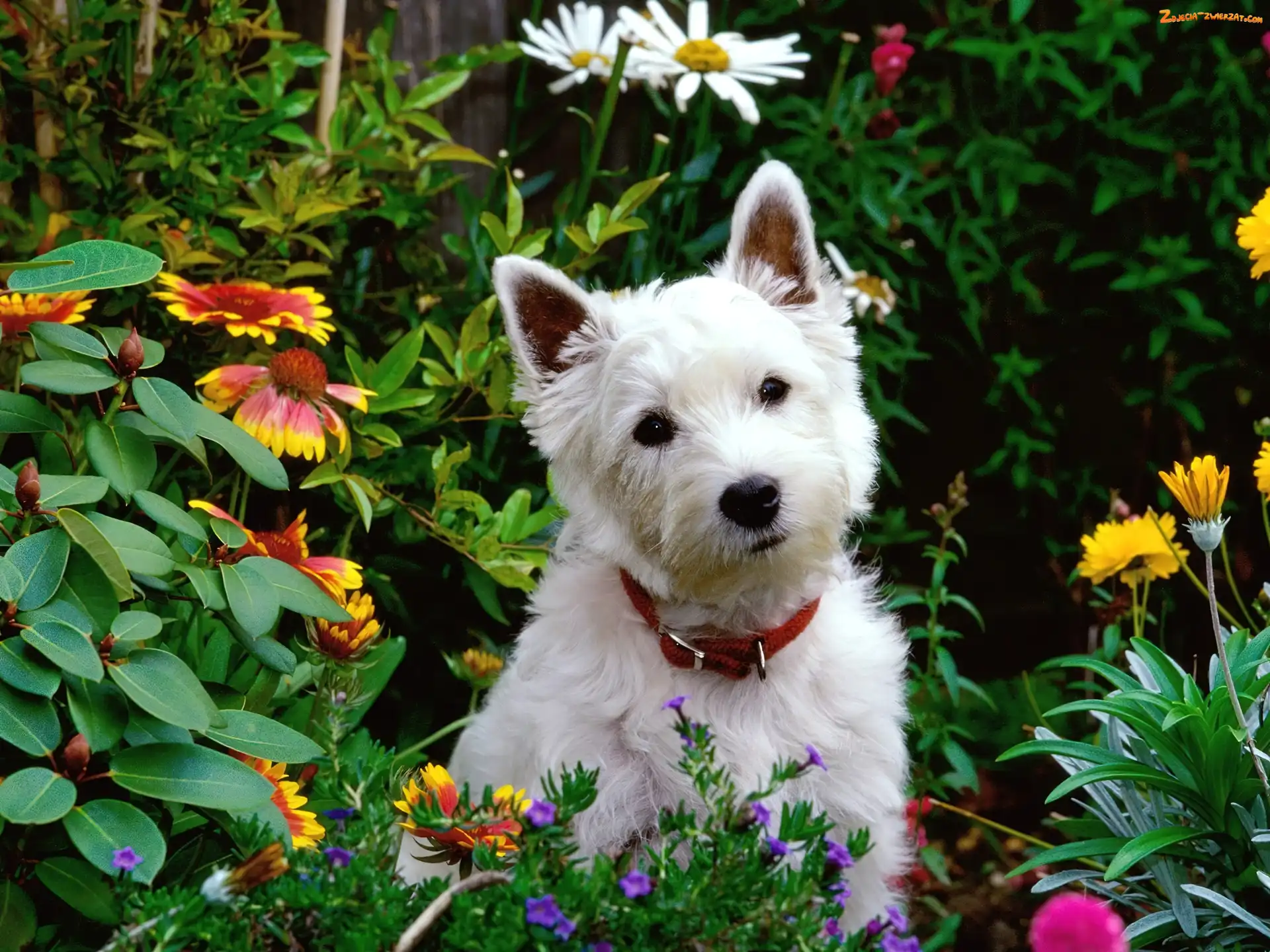 Ogród, Kwiatki, Pies, Biały, West highland white terrier