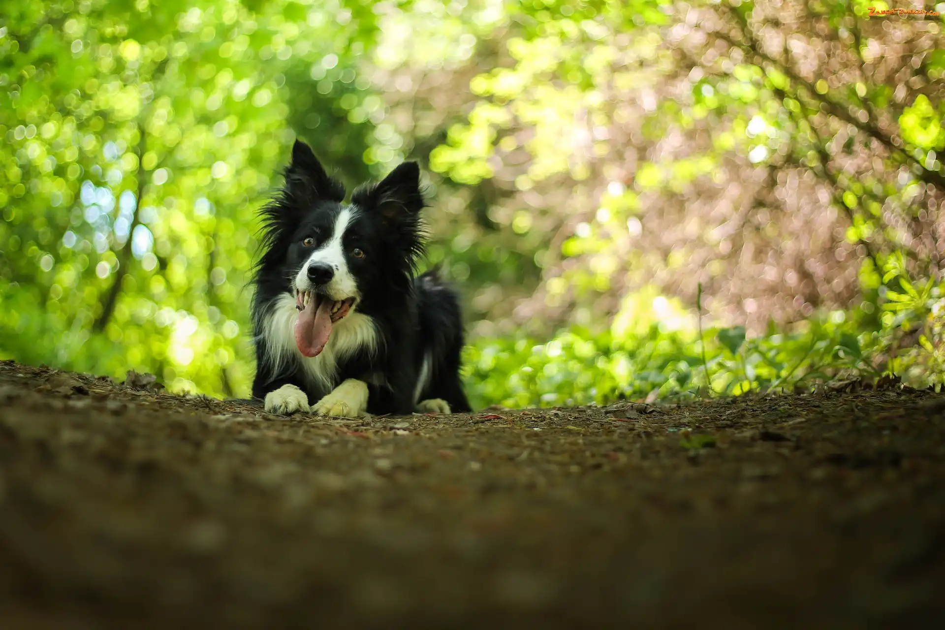 Pies, Bokeh, Leżący, Border collie
