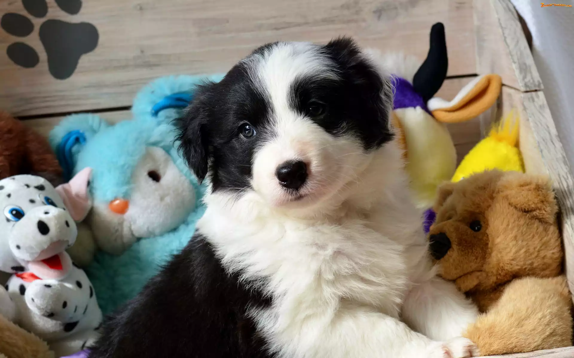 Pies, Zabawki, Szczeniak, Border collie