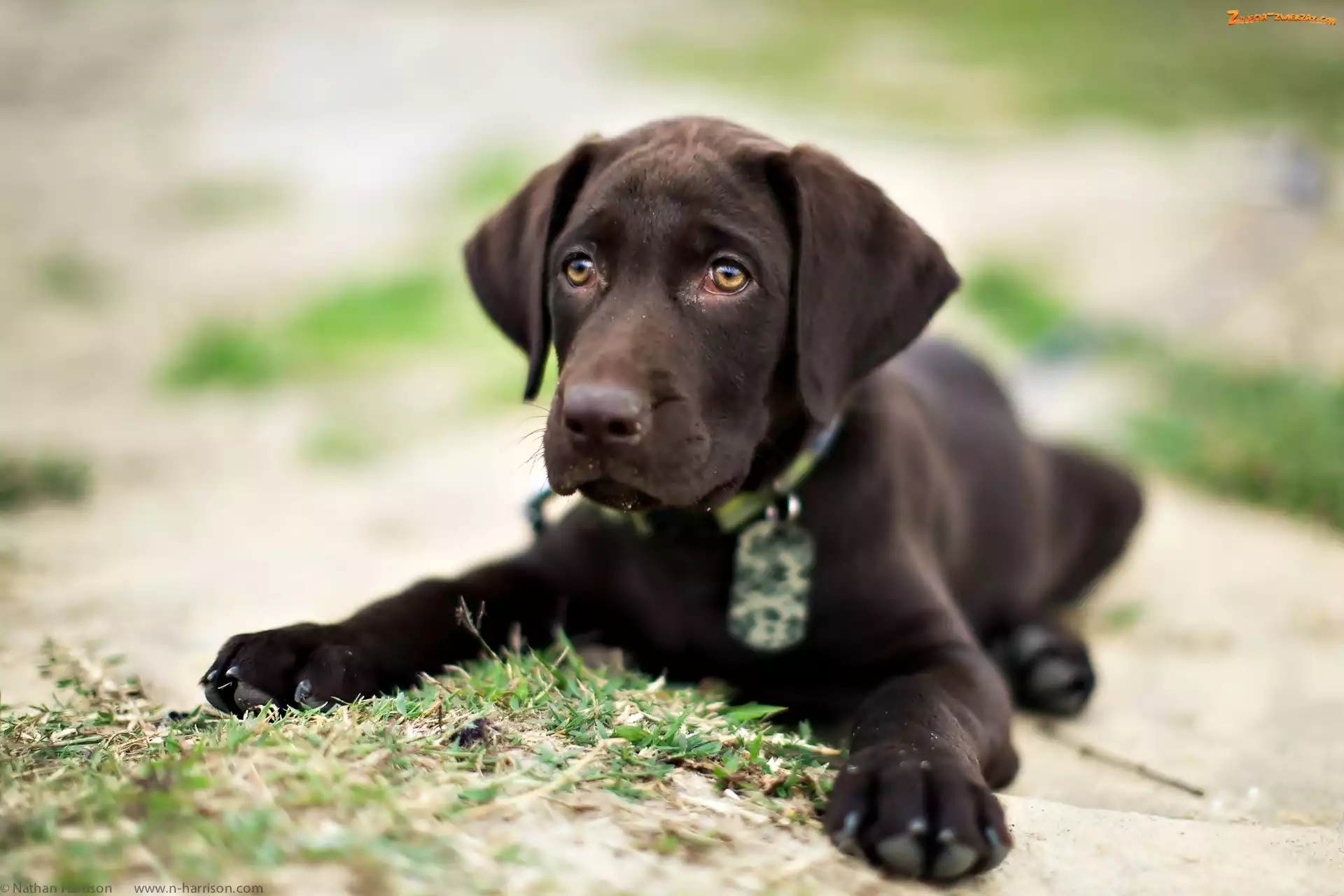 Pies, Labrador retriever, Brązowy, Szczeniak