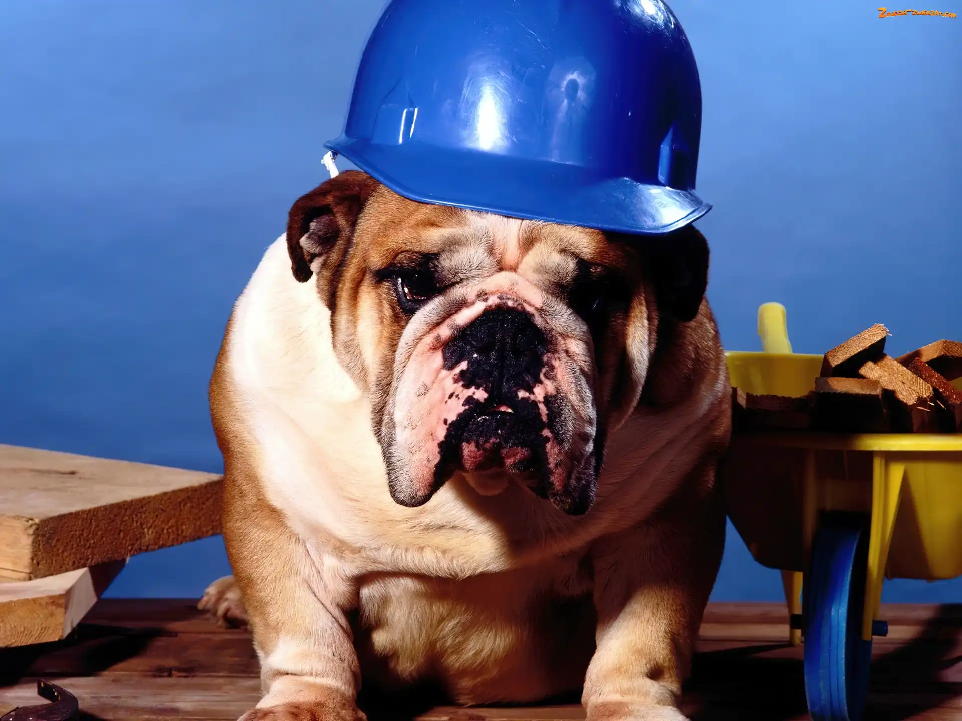 Kask, Buldog, Pies, Budowniczy