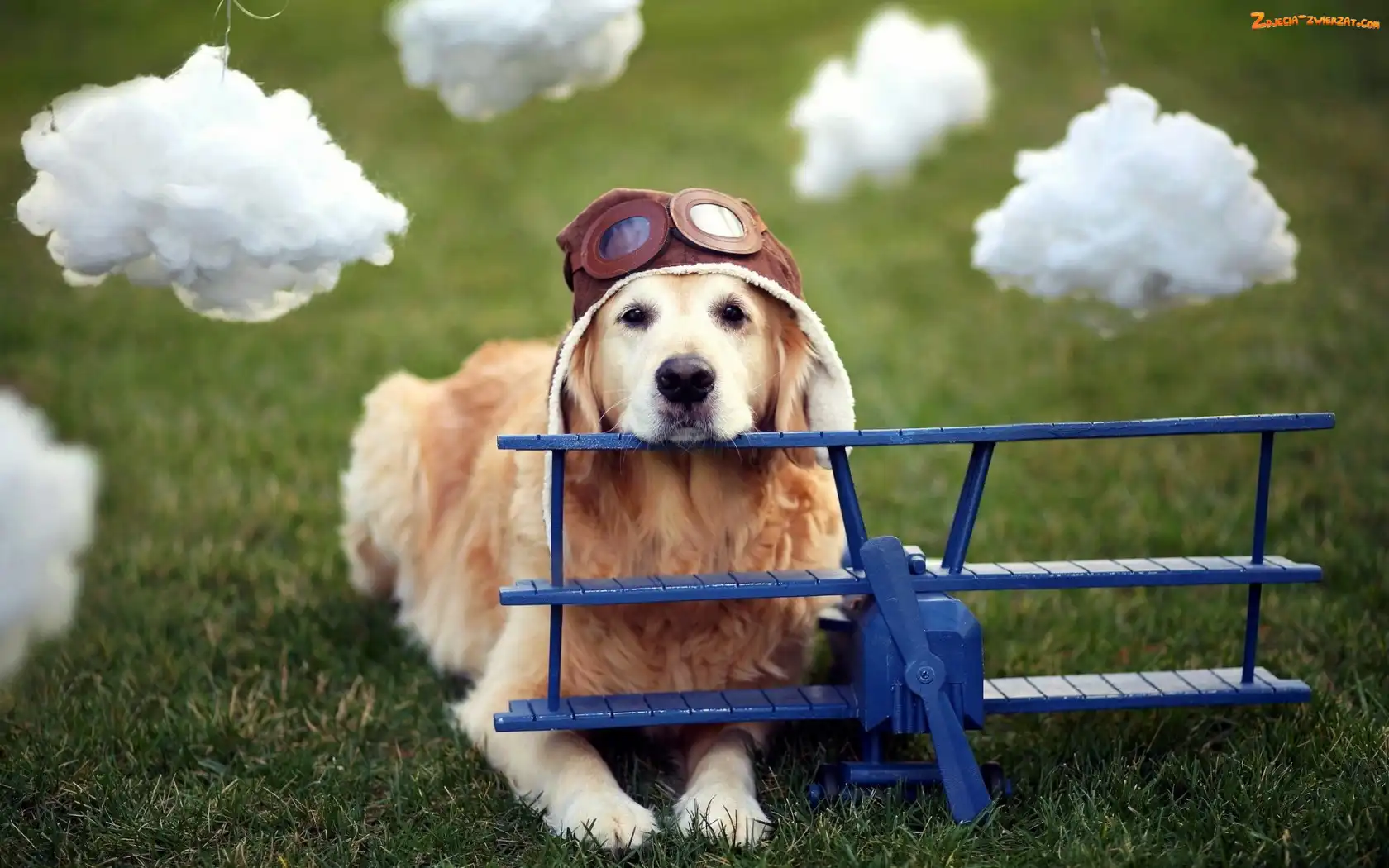 Samolot, Golden Retriever, Pilot, Pies, Chmurki