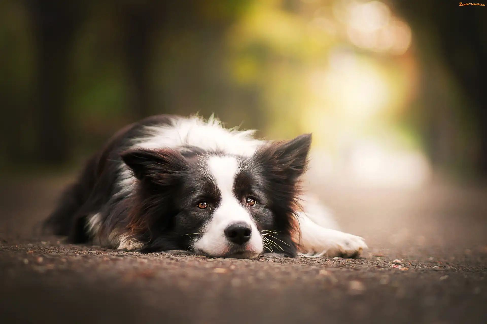 Collie, Pies, Border