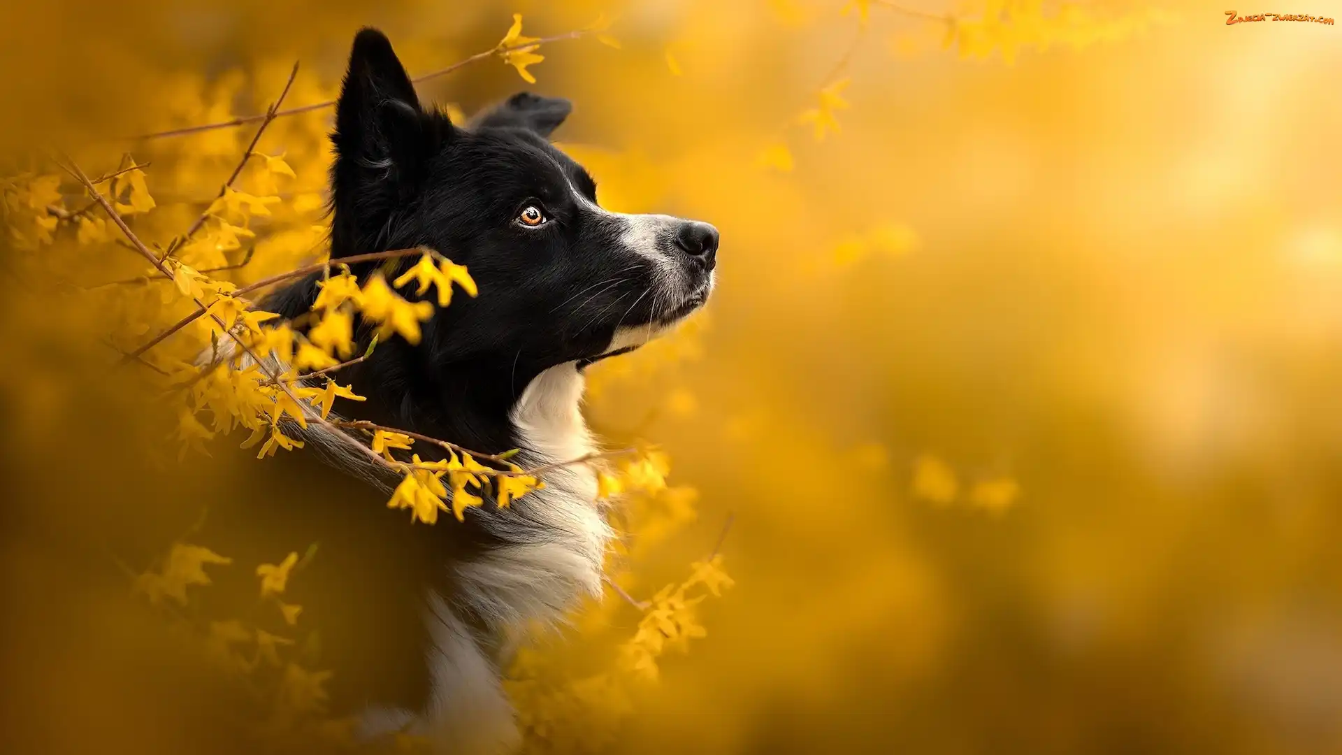 Forsycje, Kwiaty, Rozmycie, Pies, Border collie