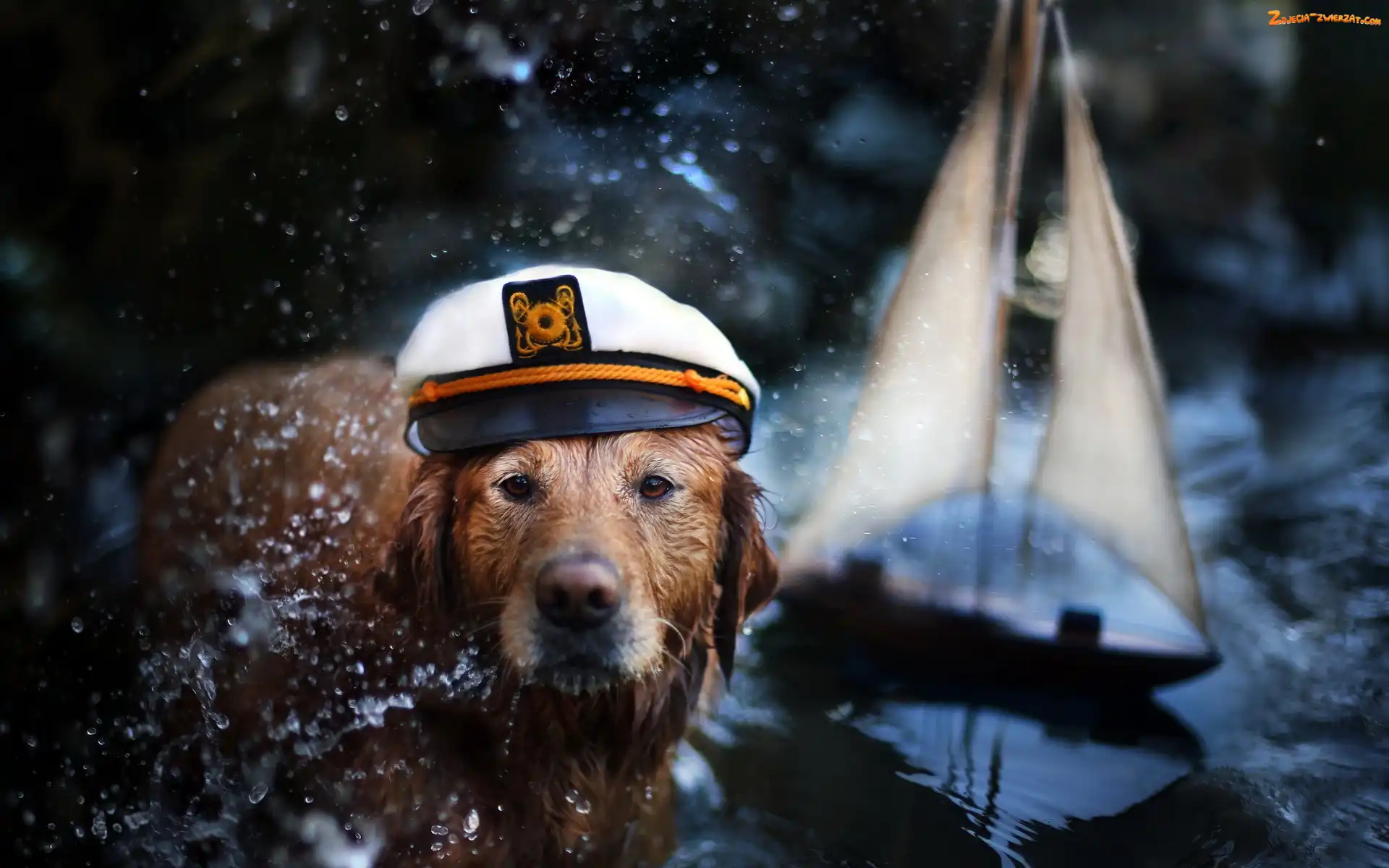 Golden retriever, Pies, Czapka