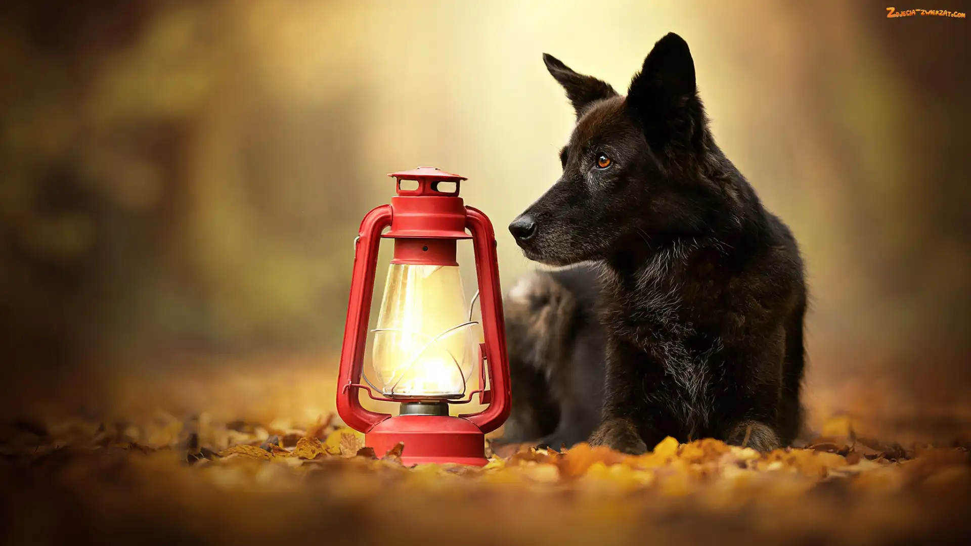 Pies, Lampa, Czarny, Czerwona