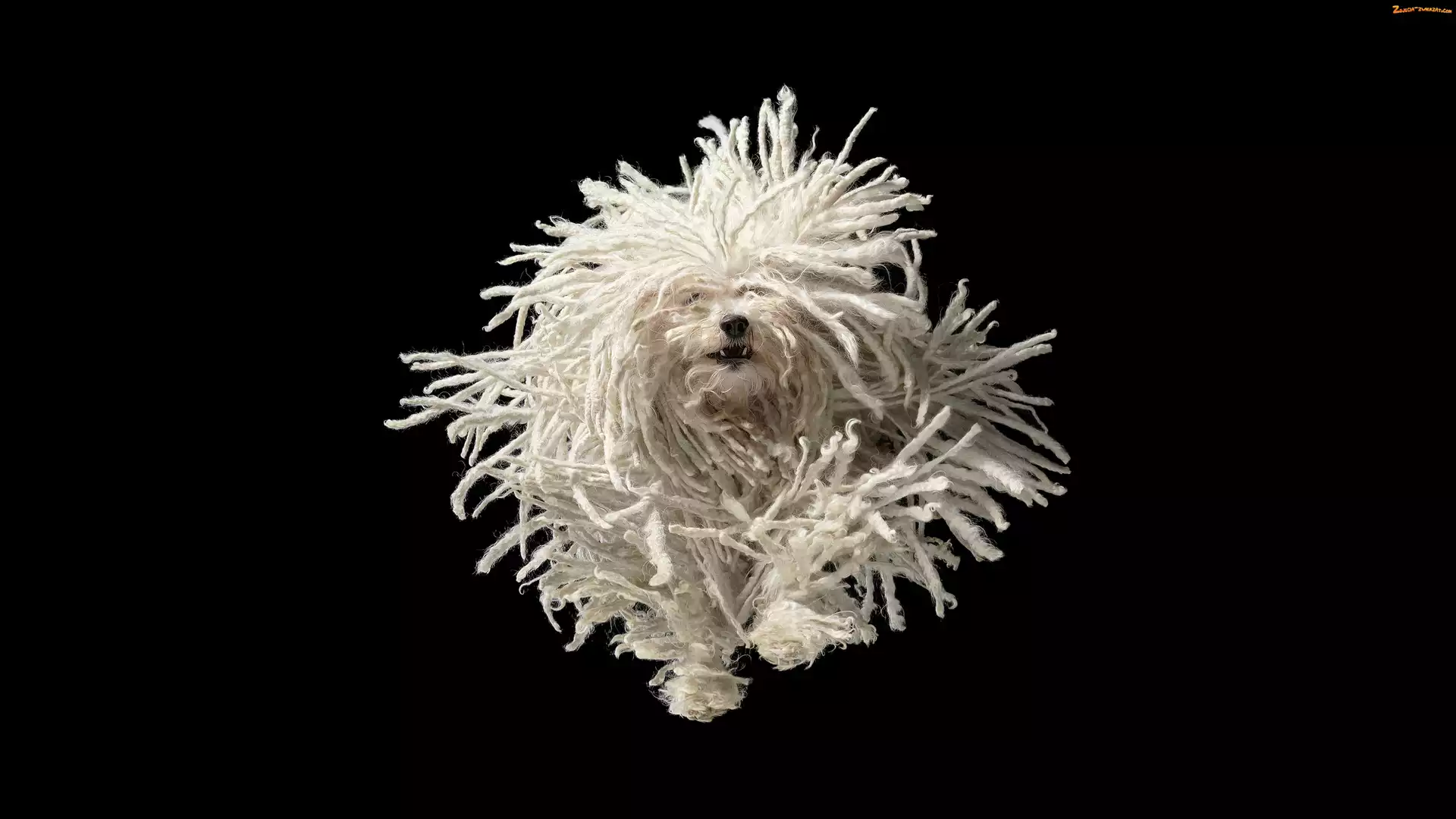 Dredy, Pies, Puli