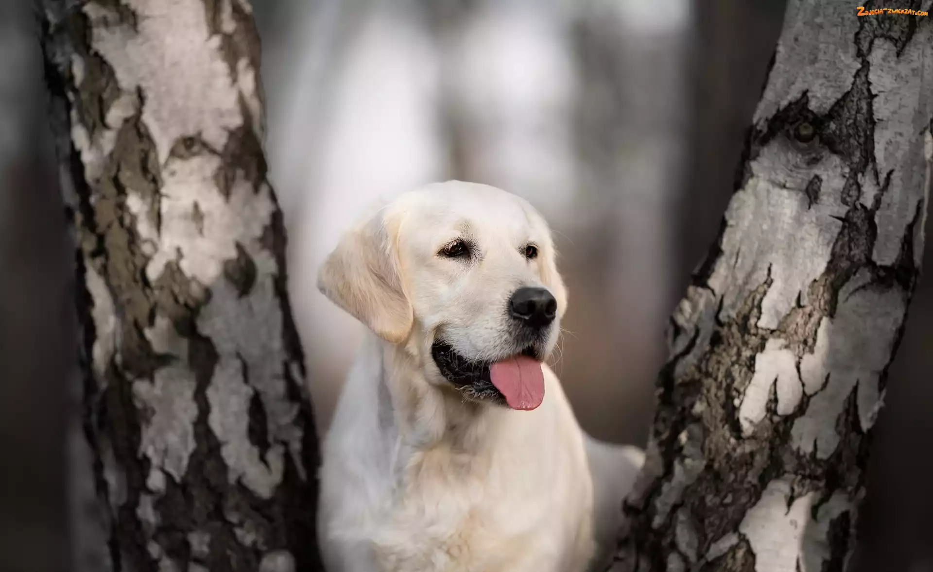 Pnie, Pies, Rozmyte tło, Brzozy, Labrador retriever, Drzew