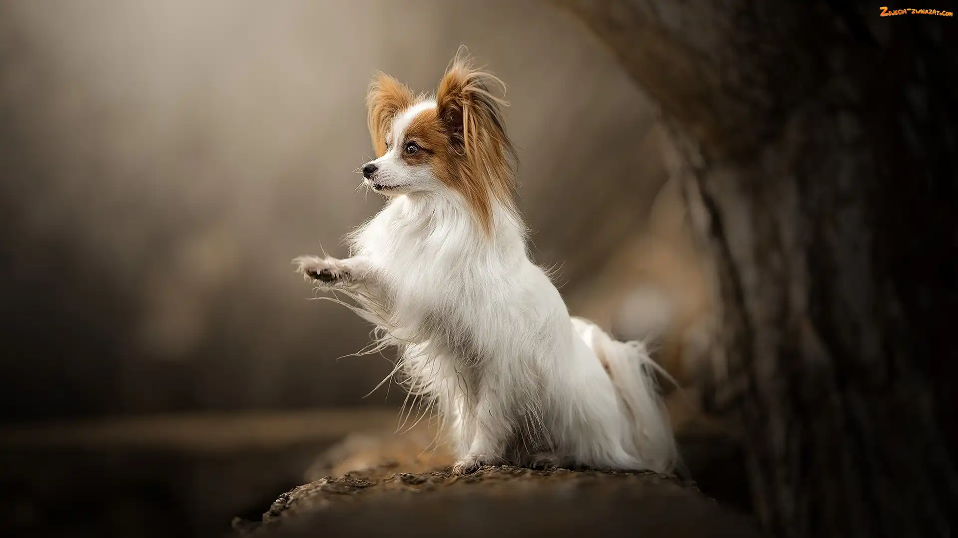 Papillon, Pies, Tło, Rozmyte, Spaniel kontynentalny miniaturowy, Drzewo