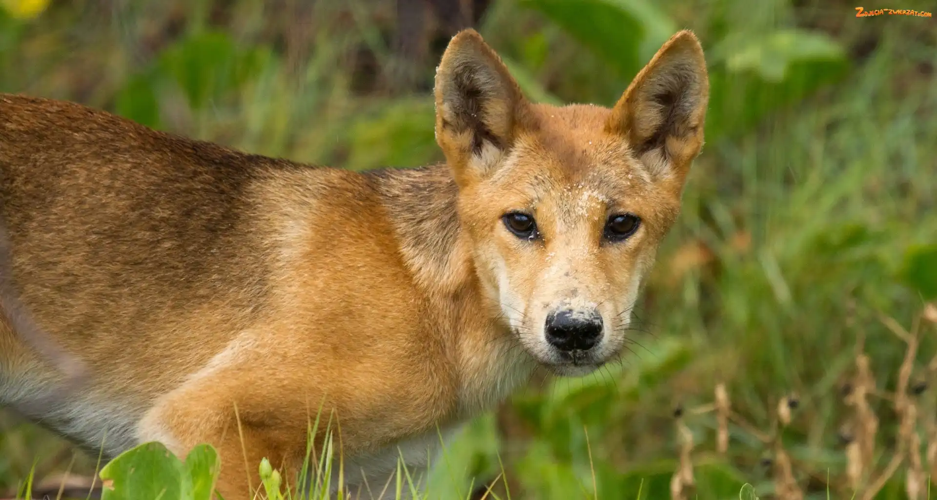 Pies, Trawa, Dziki, Dingo