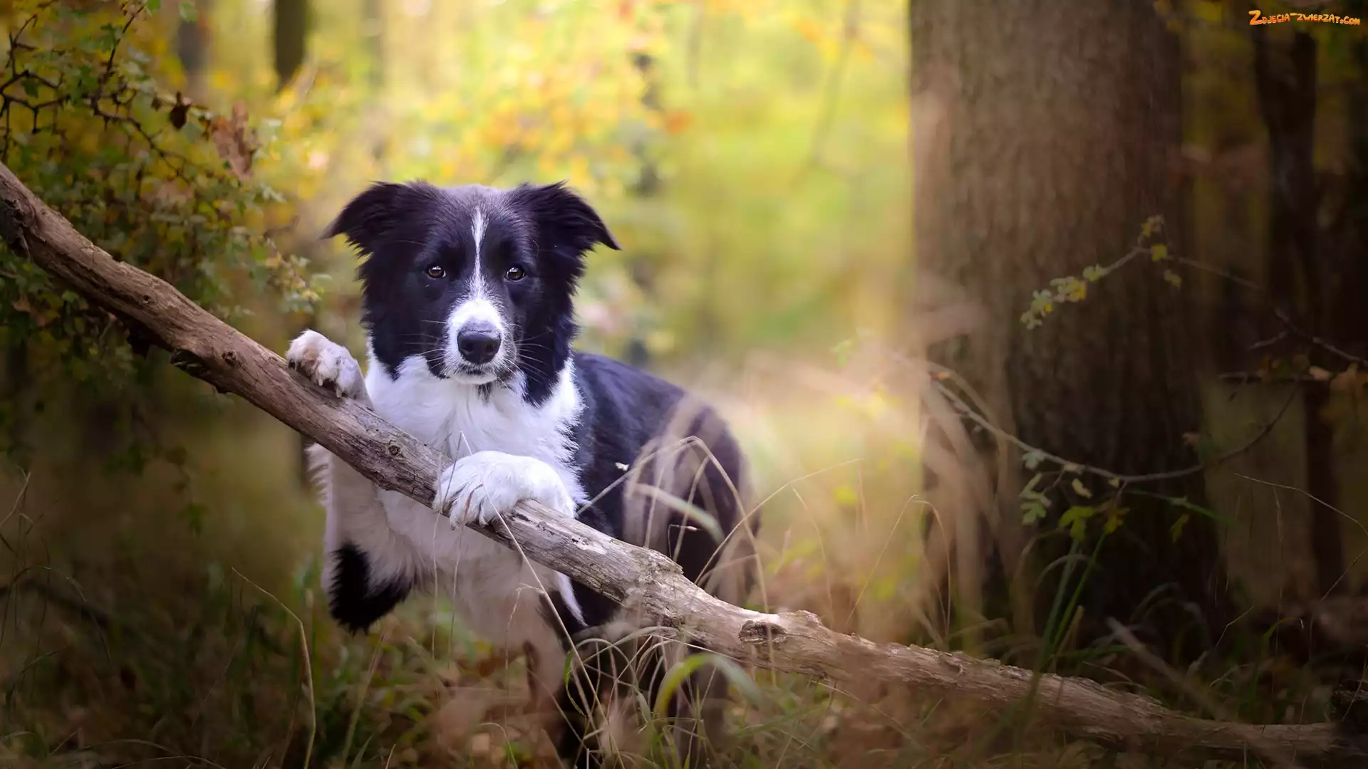Gałąź, Pies, Trawa, Drzewa, Border collie, Las