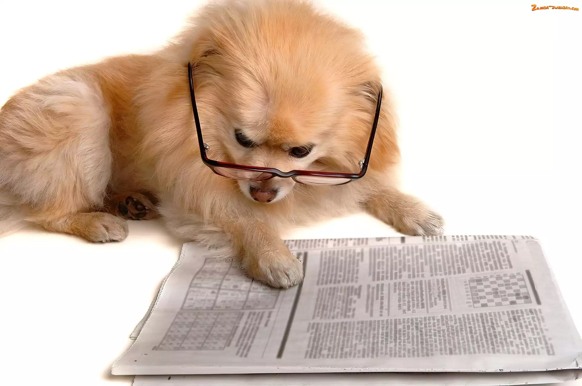 Pies, Szpic miniaturowy, Gazeta, Okulary