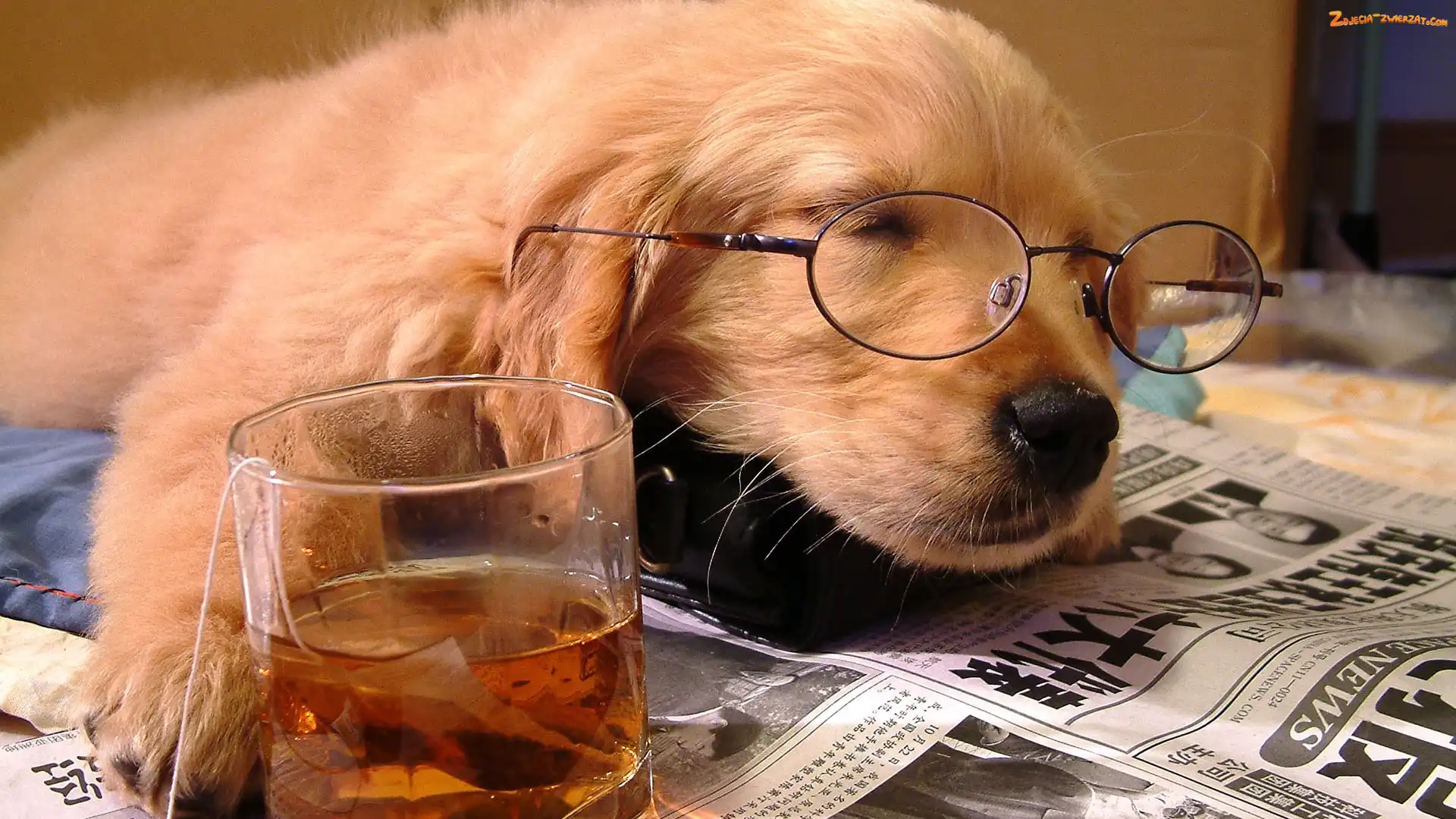 Gazeta, Pies, Okulary