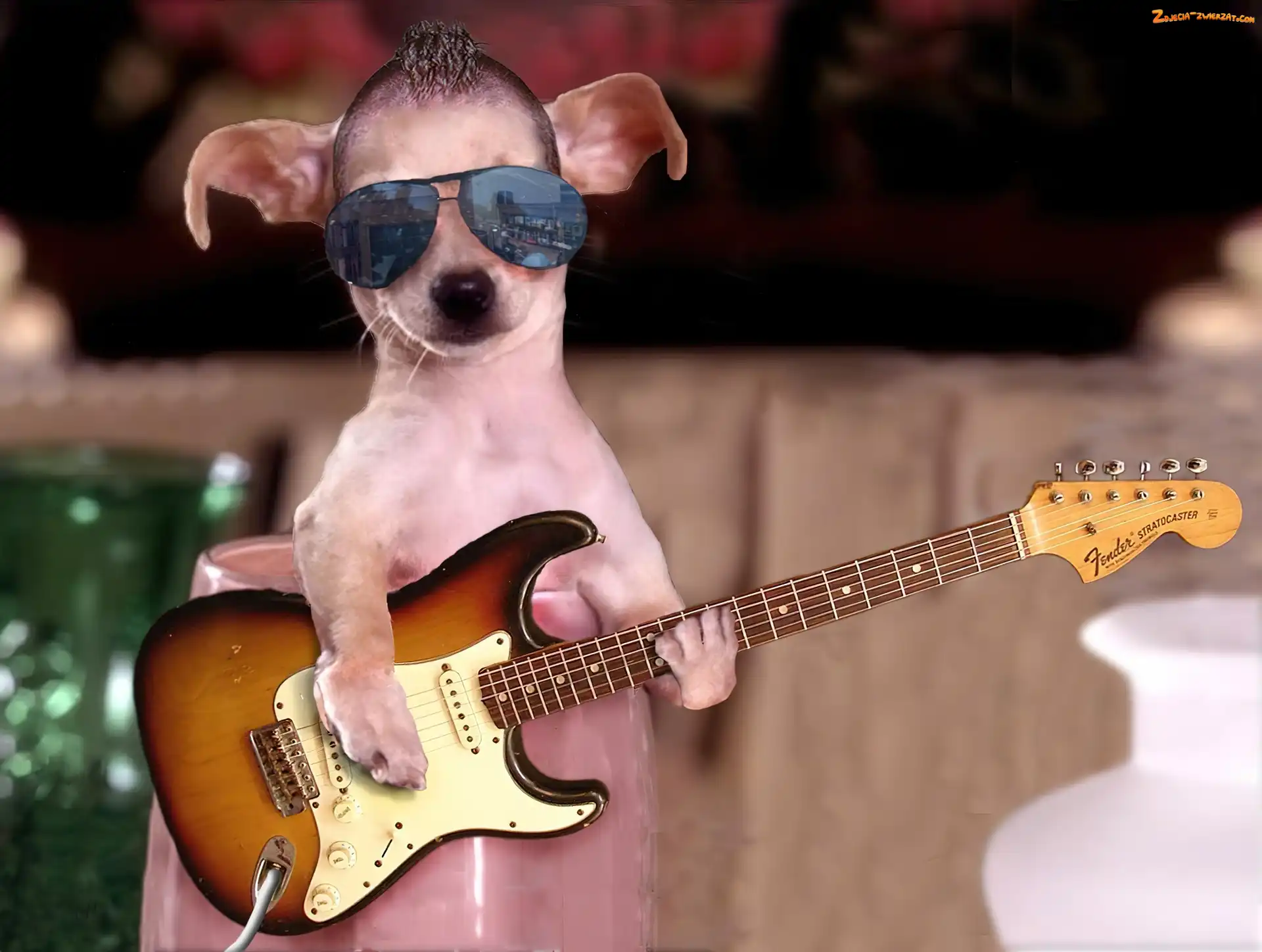 Gitara, Pies, Okulary
