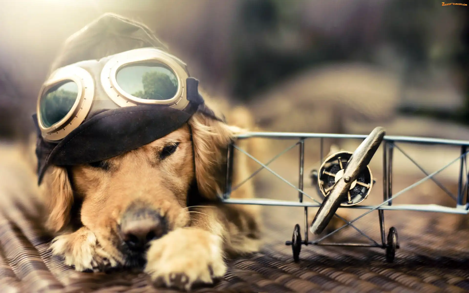 Samolocik, Golden retriever, Czapka, Pies, Gogle