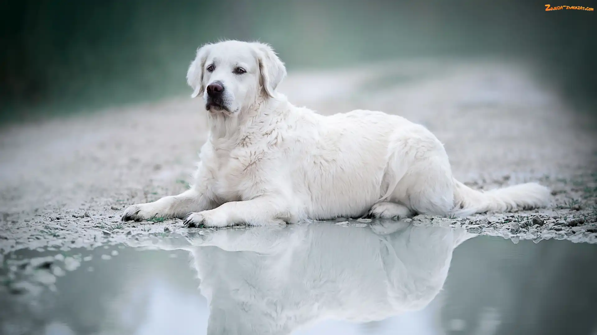 Pies, Kałuża, Leżący, Golden retriever