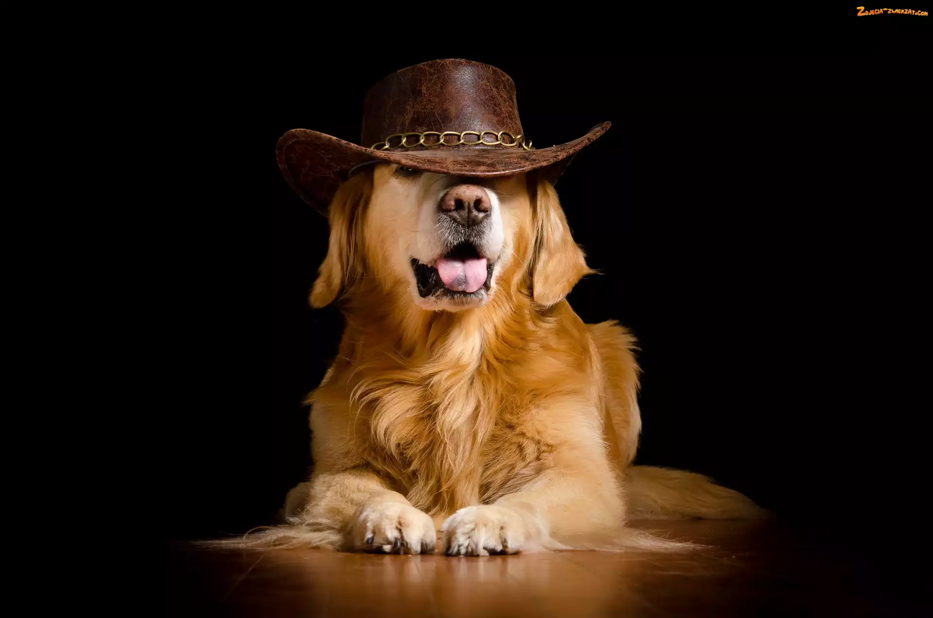 Pies, Kapelusz, Śmieszne, Golden retriever