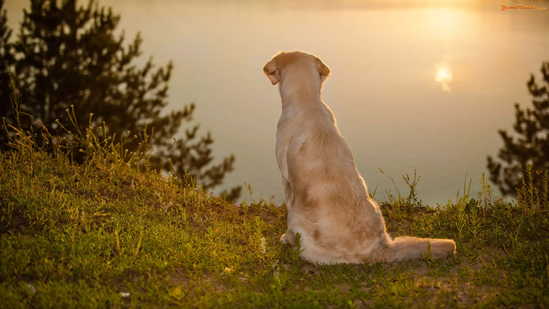 Pies, Jezioro, Siedzący, Golden retriever