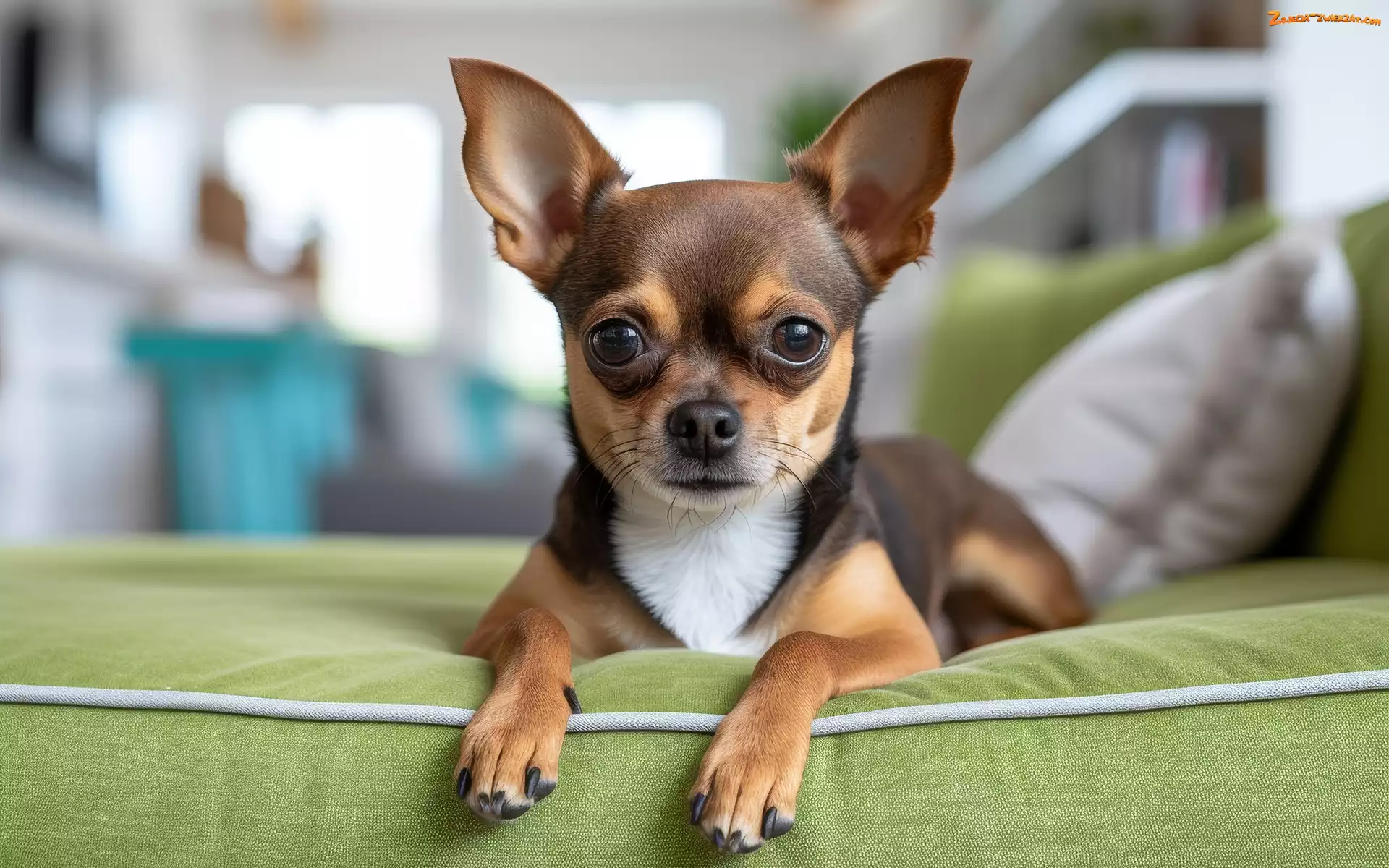 Kanapa, Zielona, Grafika Chihuahua krótkowłosa, Chihuahua krótkowłosa, Pies