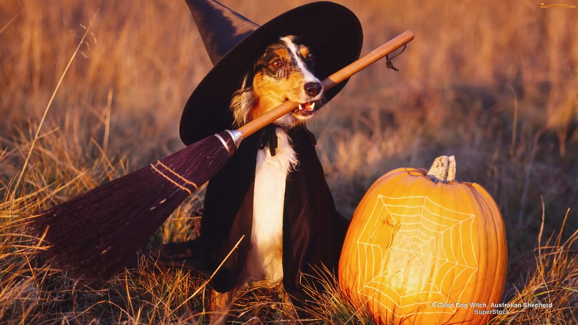 Owczarek australijski-australian shepherd, Czarownica, Halloween